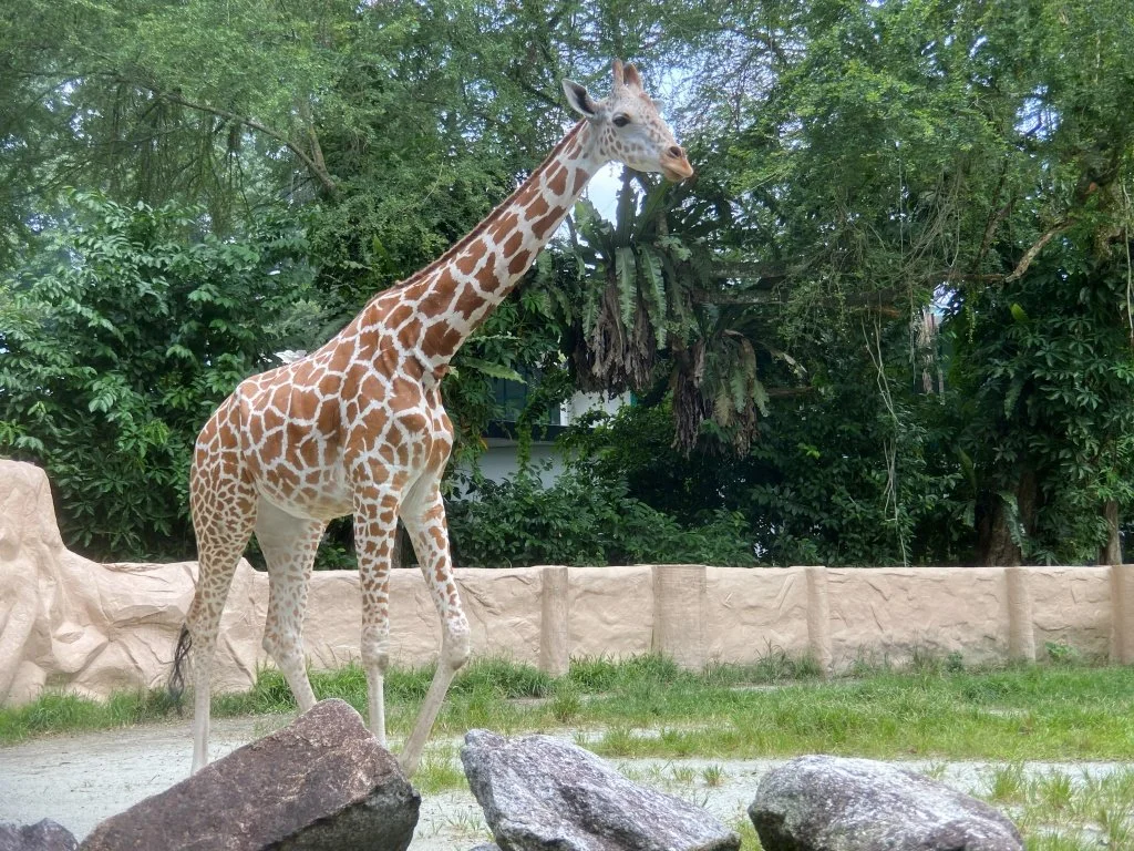 Giraffe close up Zoo Negara