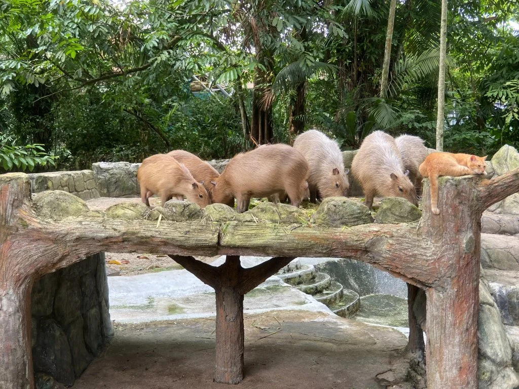 Oyen orange cat with capybaras Zoo Negara