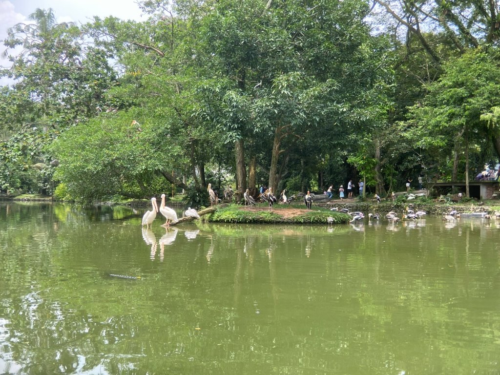 Pelicans and storks at Zoo Negara