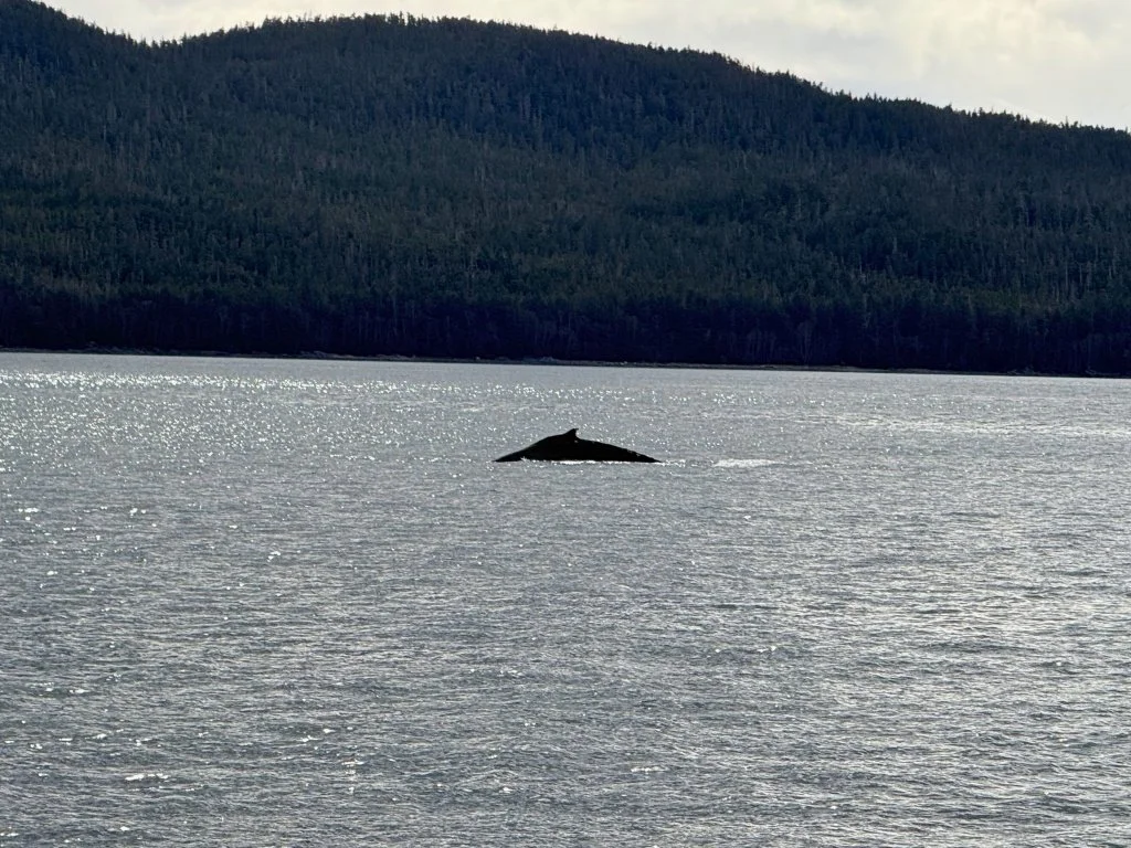 Humpback whale surfacing during whale watching excursion in Juneau Alaska