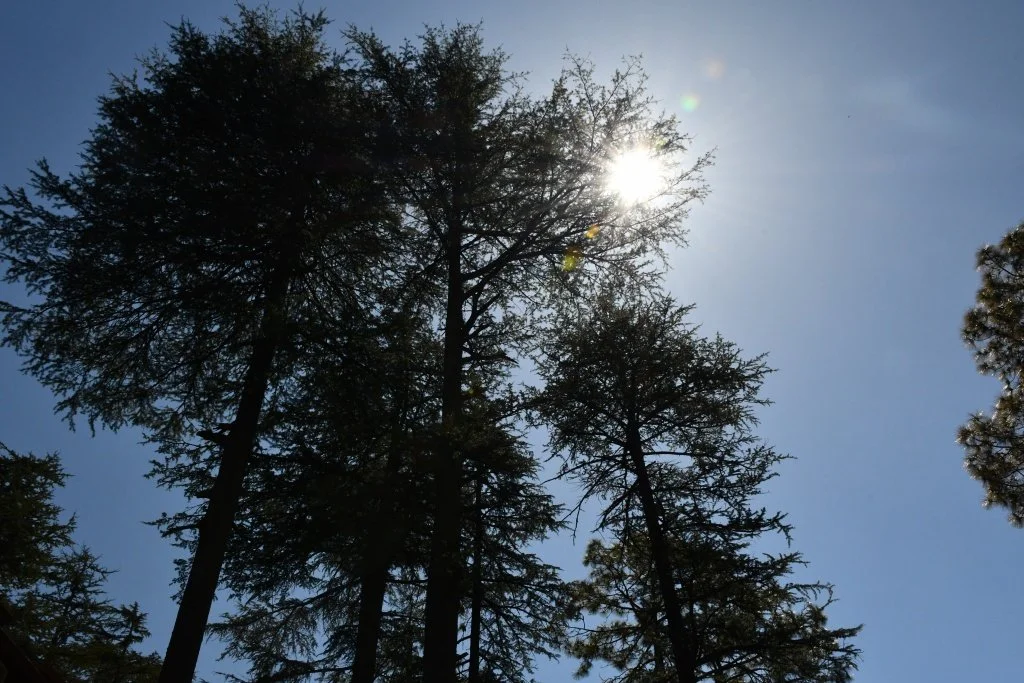 Sunstar effect through pine trees, Himachal Pradesh, India