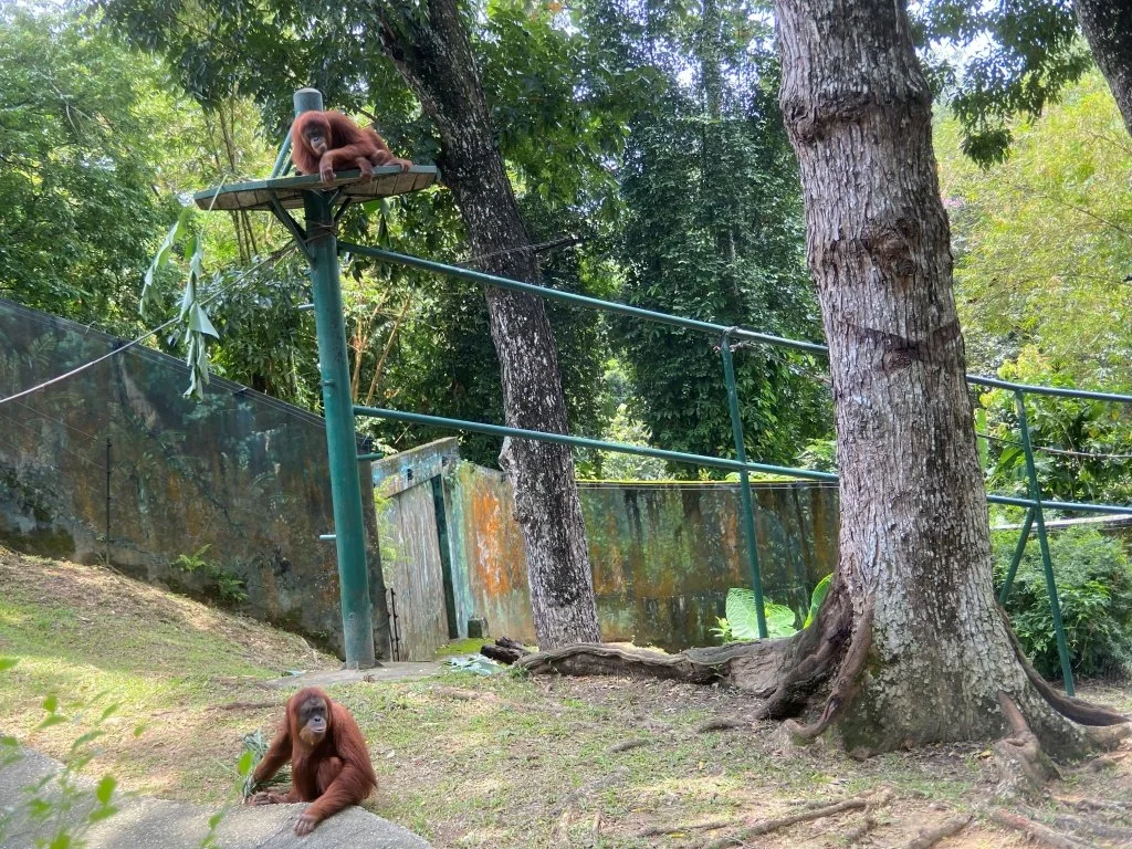 Orangutans at Zoo Negara