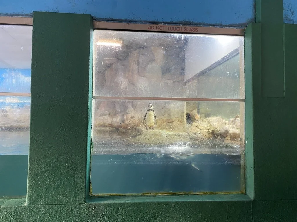 Penguin viewed through observation glass Zoo Negara