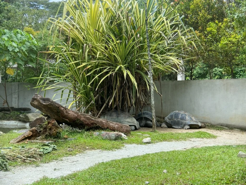 Giant tortoises at Zoo Negara