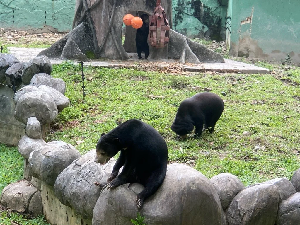 Sun bears enrichment toys, Zoo Negara