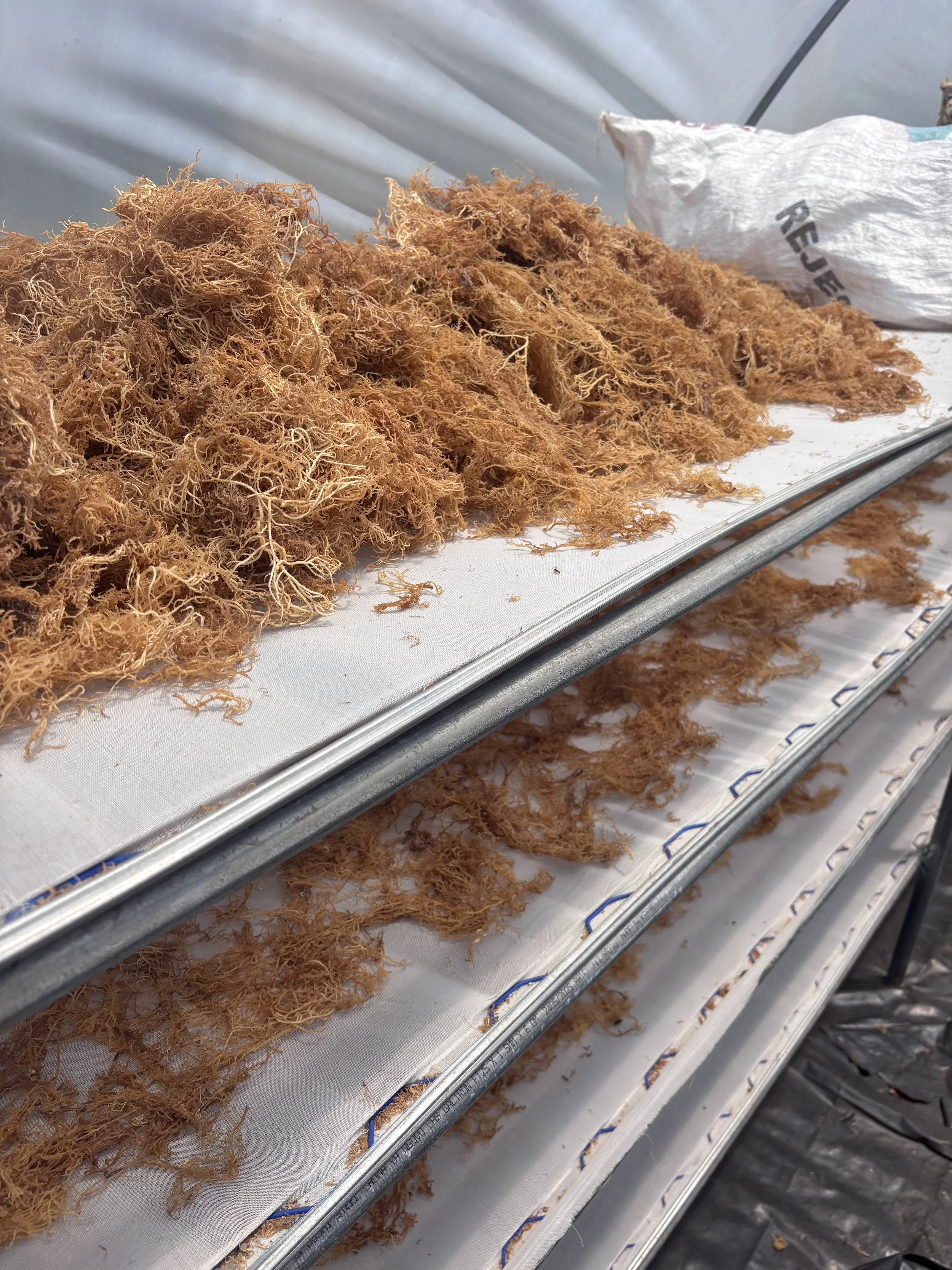 Dried Eucheuma seaweed species