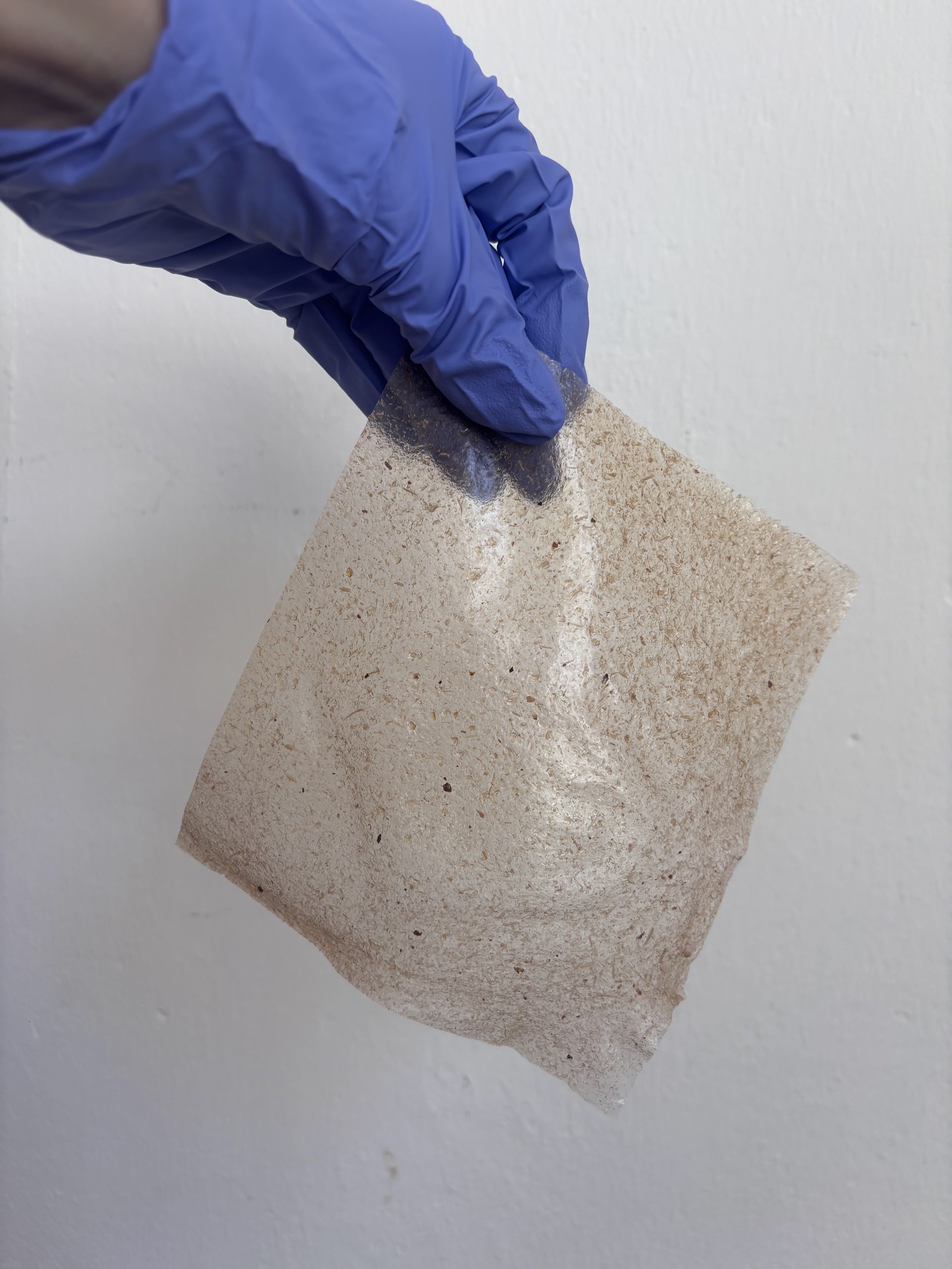 A hand wearing a blue latex glove holding a piece of pinkish-beige rock or mineral against a white background.