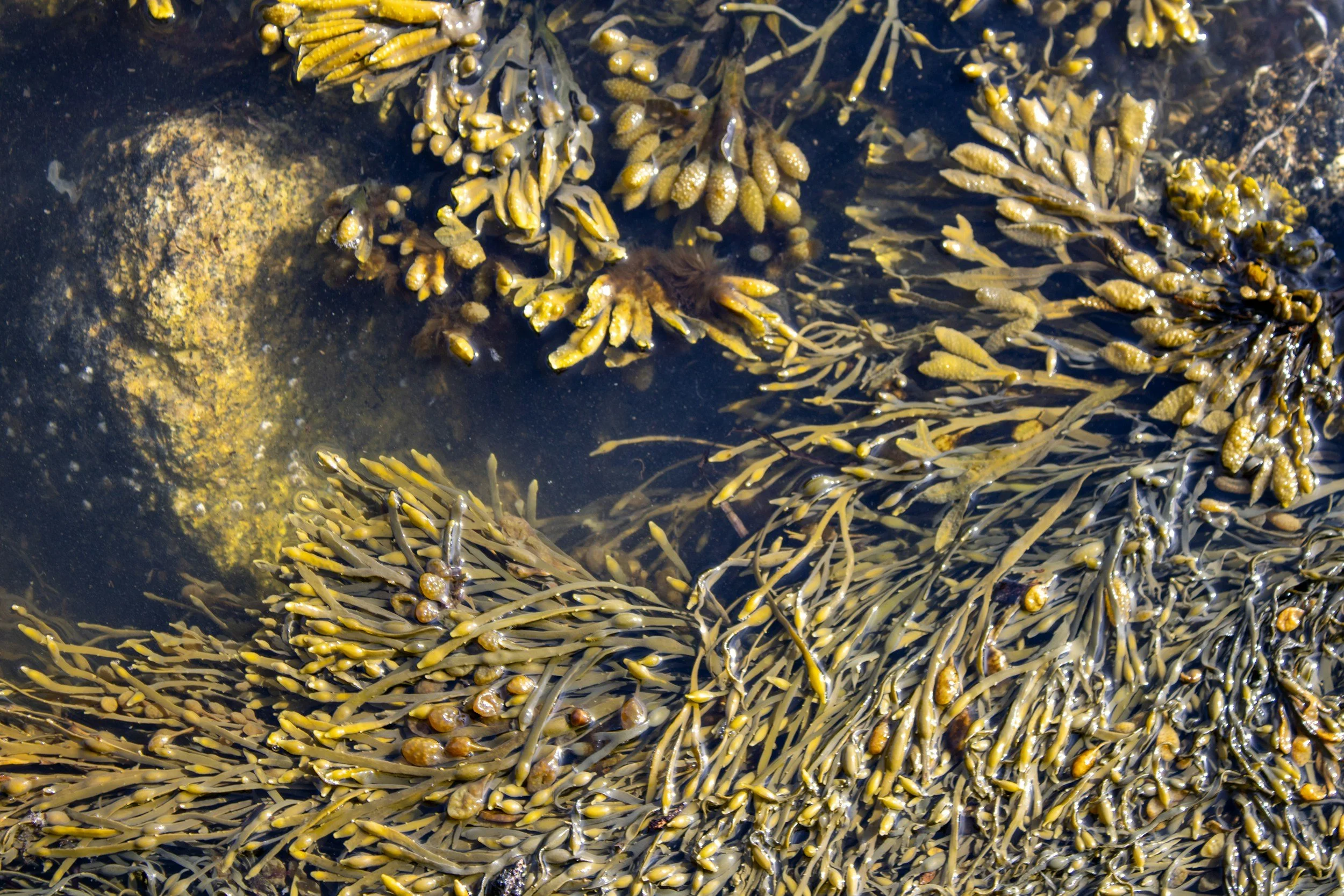 Seaweed floating in ocean image