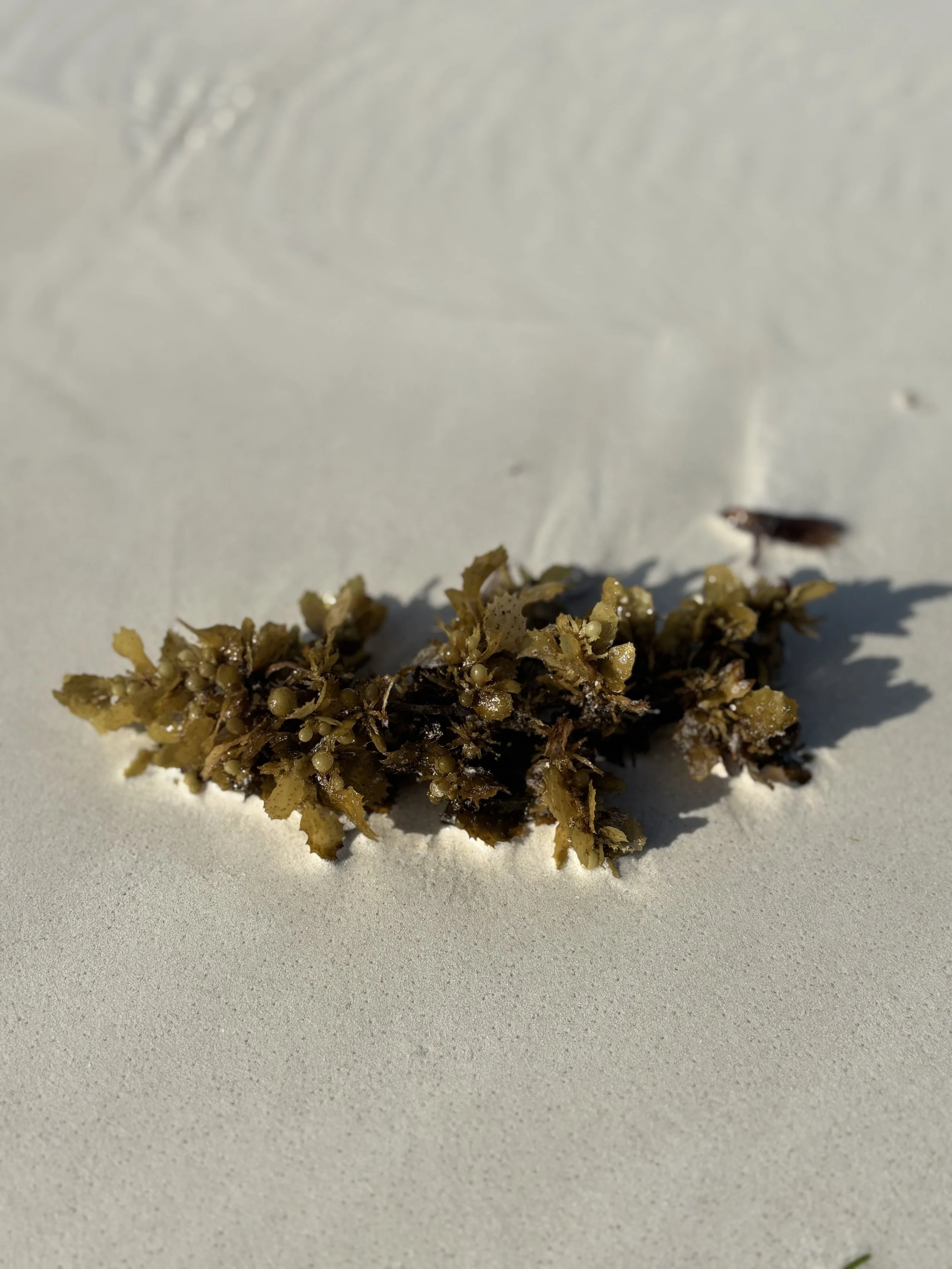 Close-up of a small cluster of brown seaweed with tiny bubbles on it, placed on a white surface with a shadow nearby, and a tiny insect in the background.