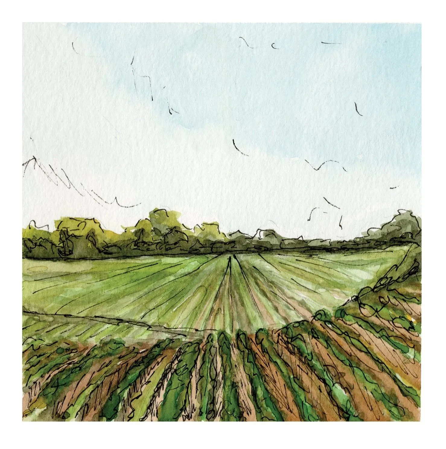 Fields and Landscapes