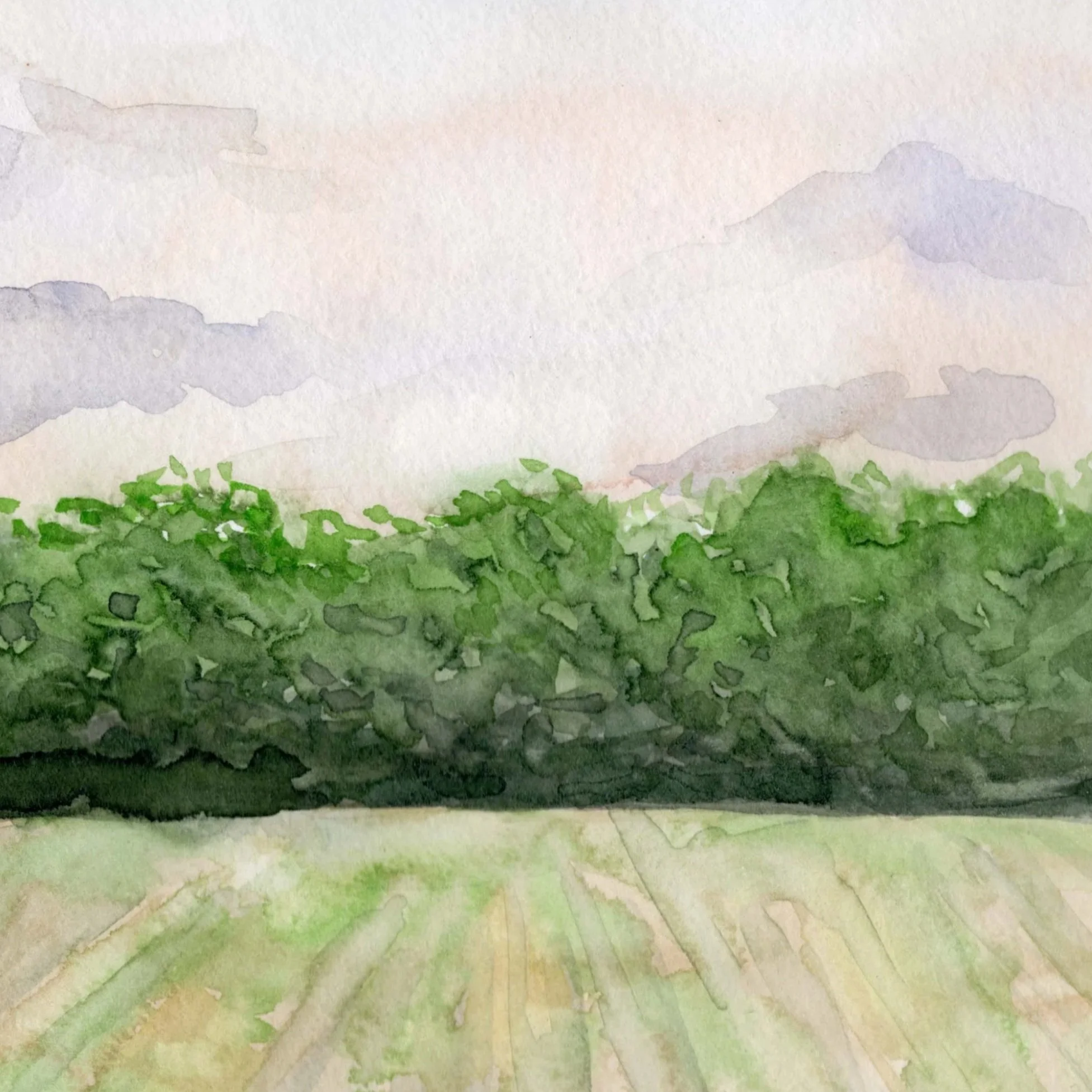 Landscapes