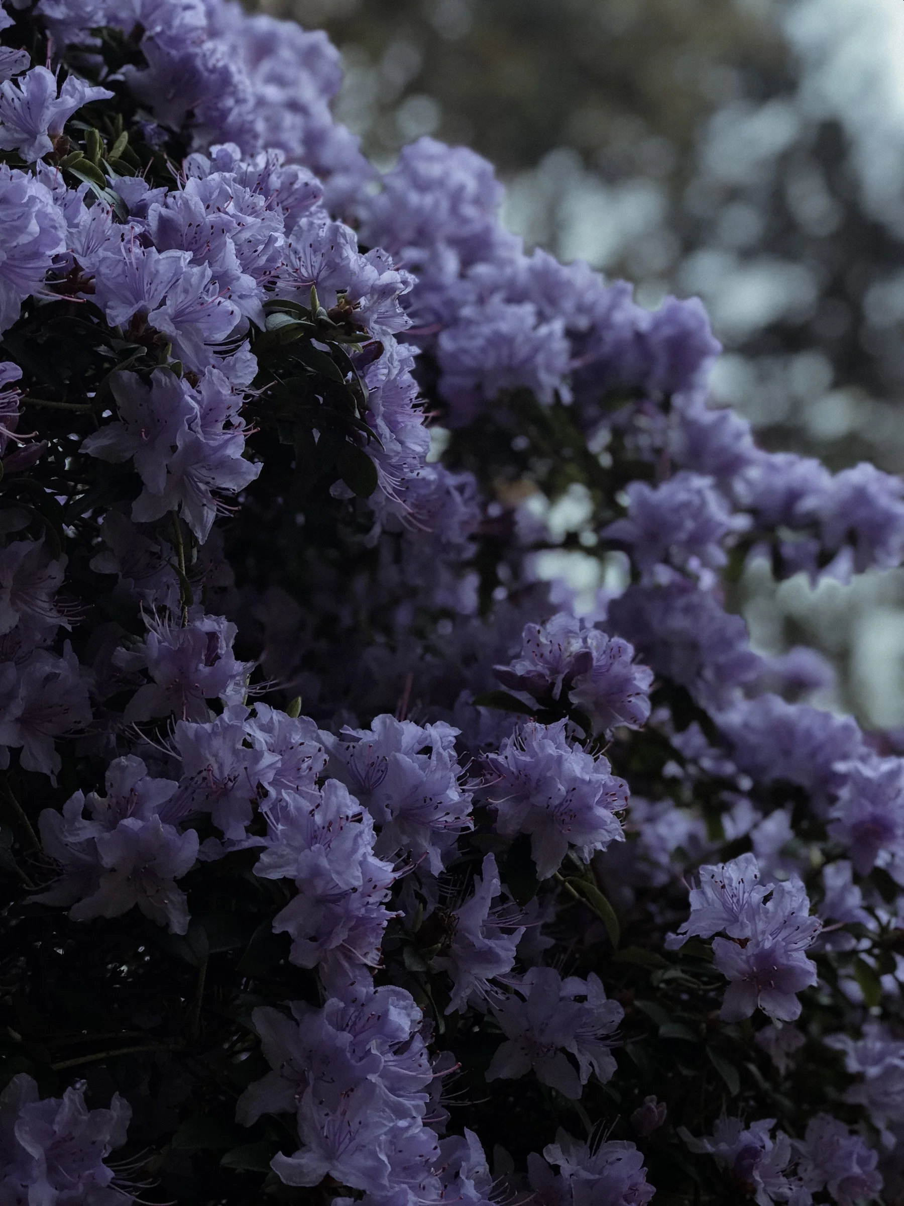 purple-rhododendron-wild-mind-studios-background.jpg