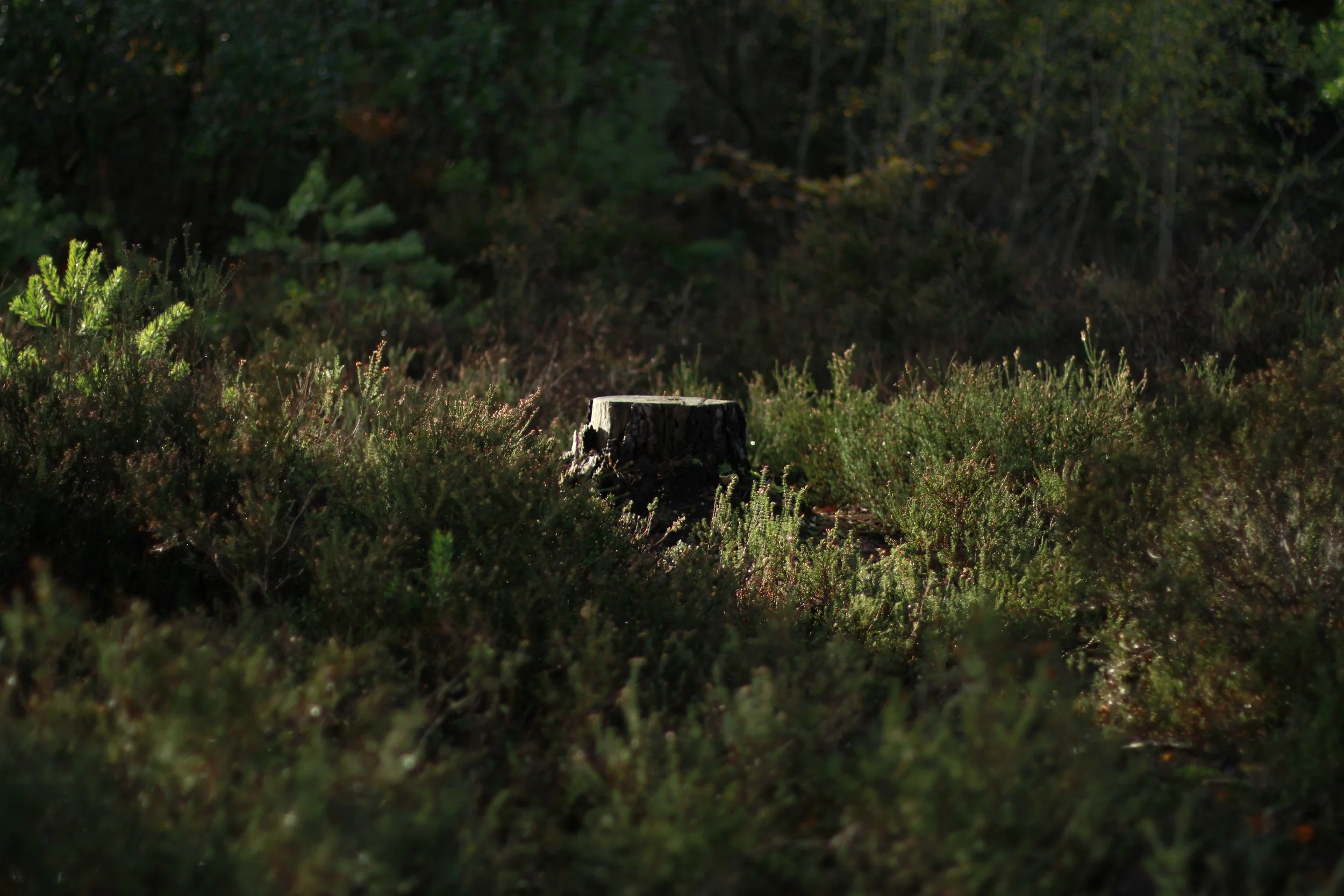 woodland-tree-stump-photography-wild-mind-studios.JPG