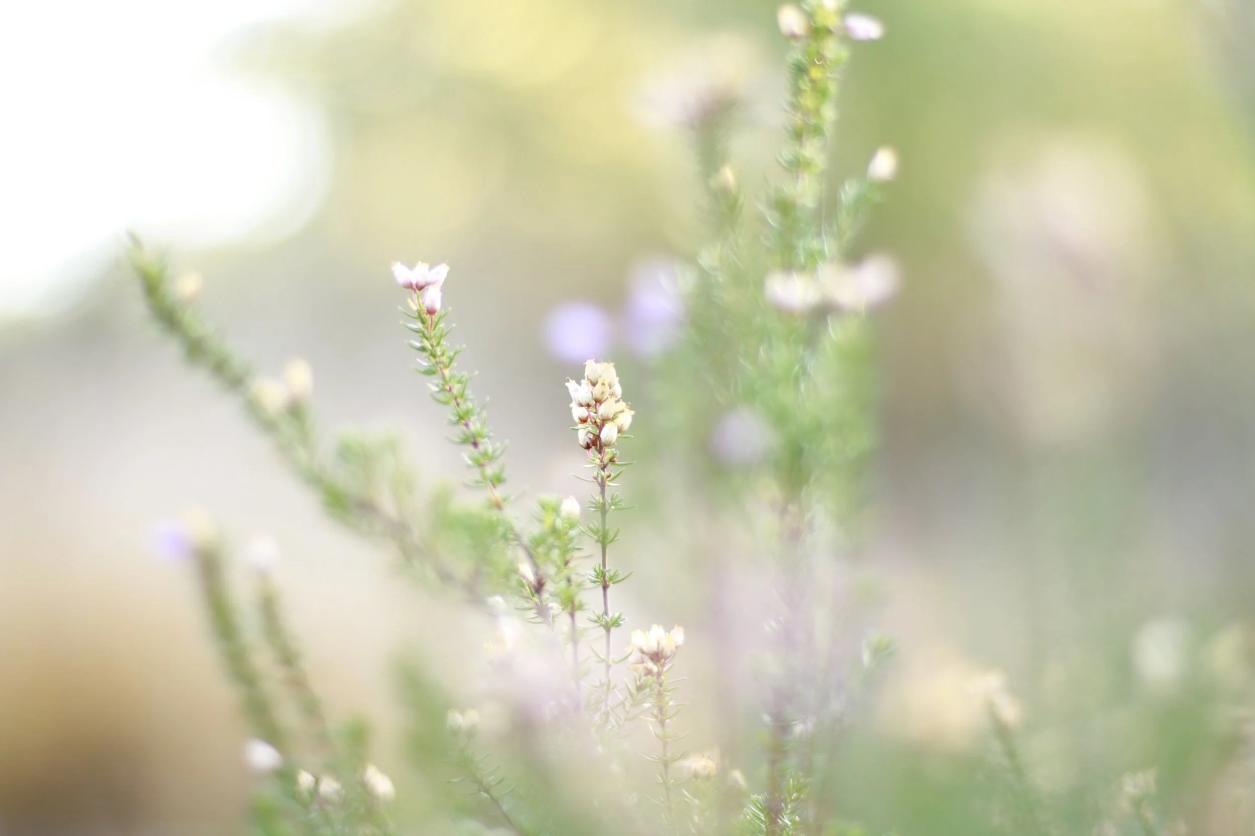 summer-wildflowers-photography-wild-mind-studios.JPG