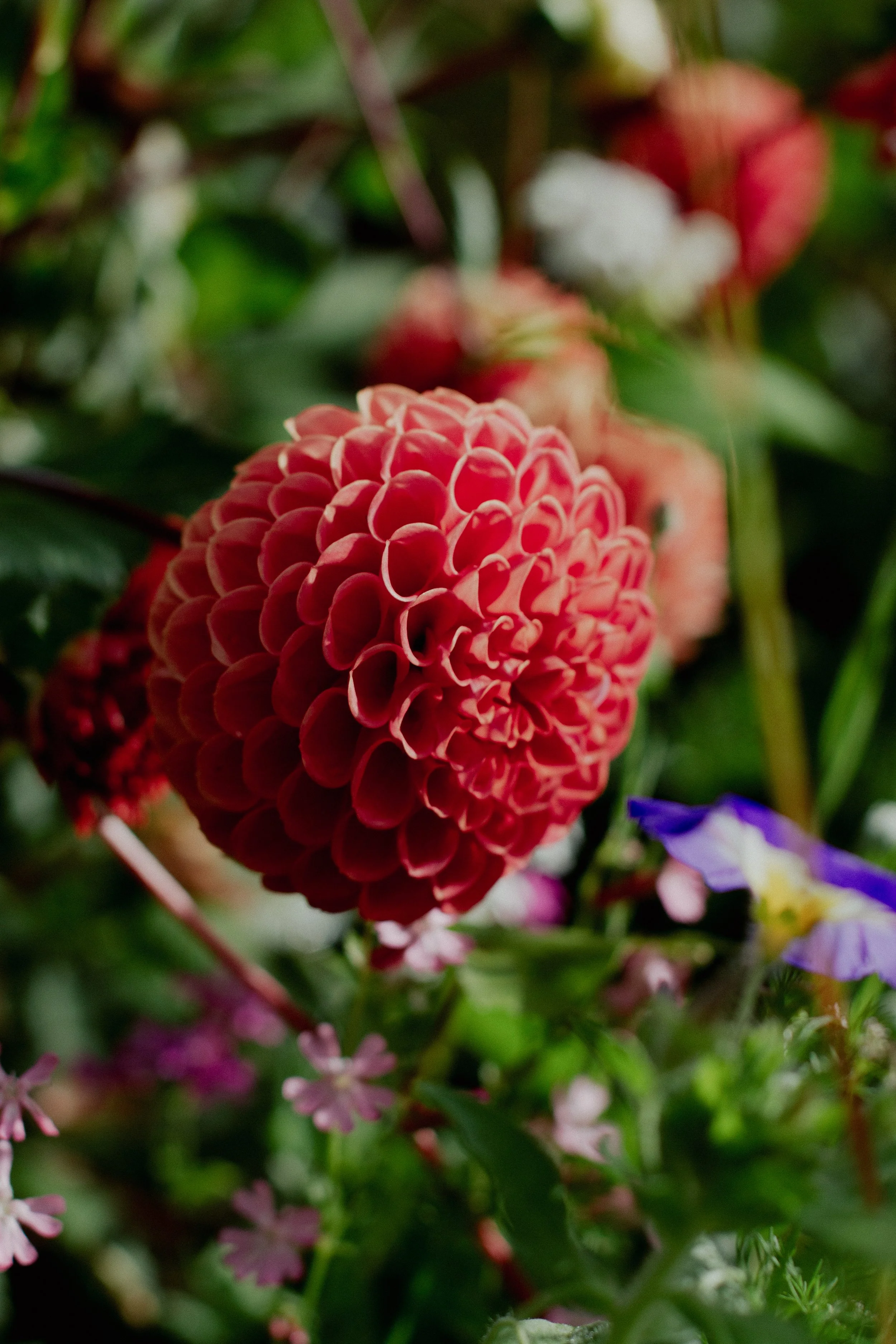 red-dahlia-flower-photography-wild-mind-studios.jpg