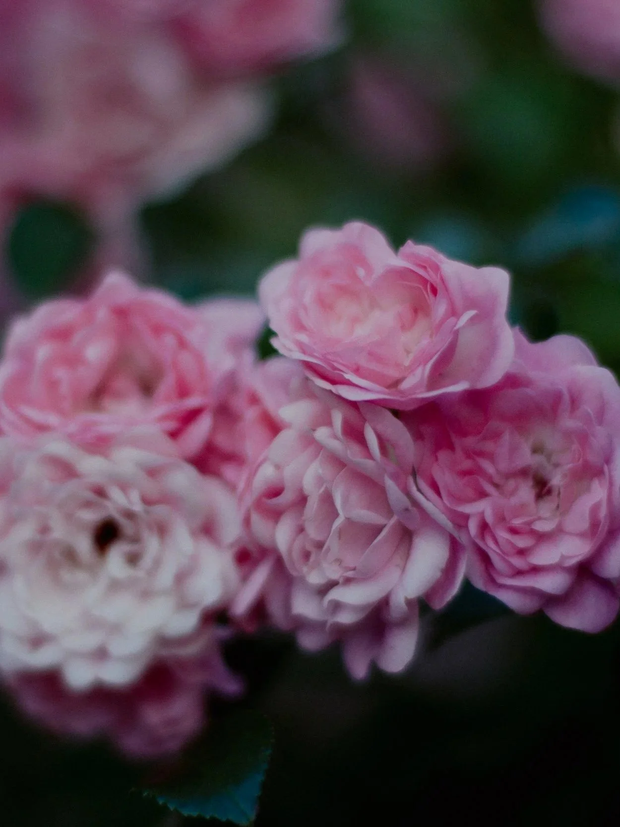 pink-roses-macro-photography-wild-mind-studios.jpg