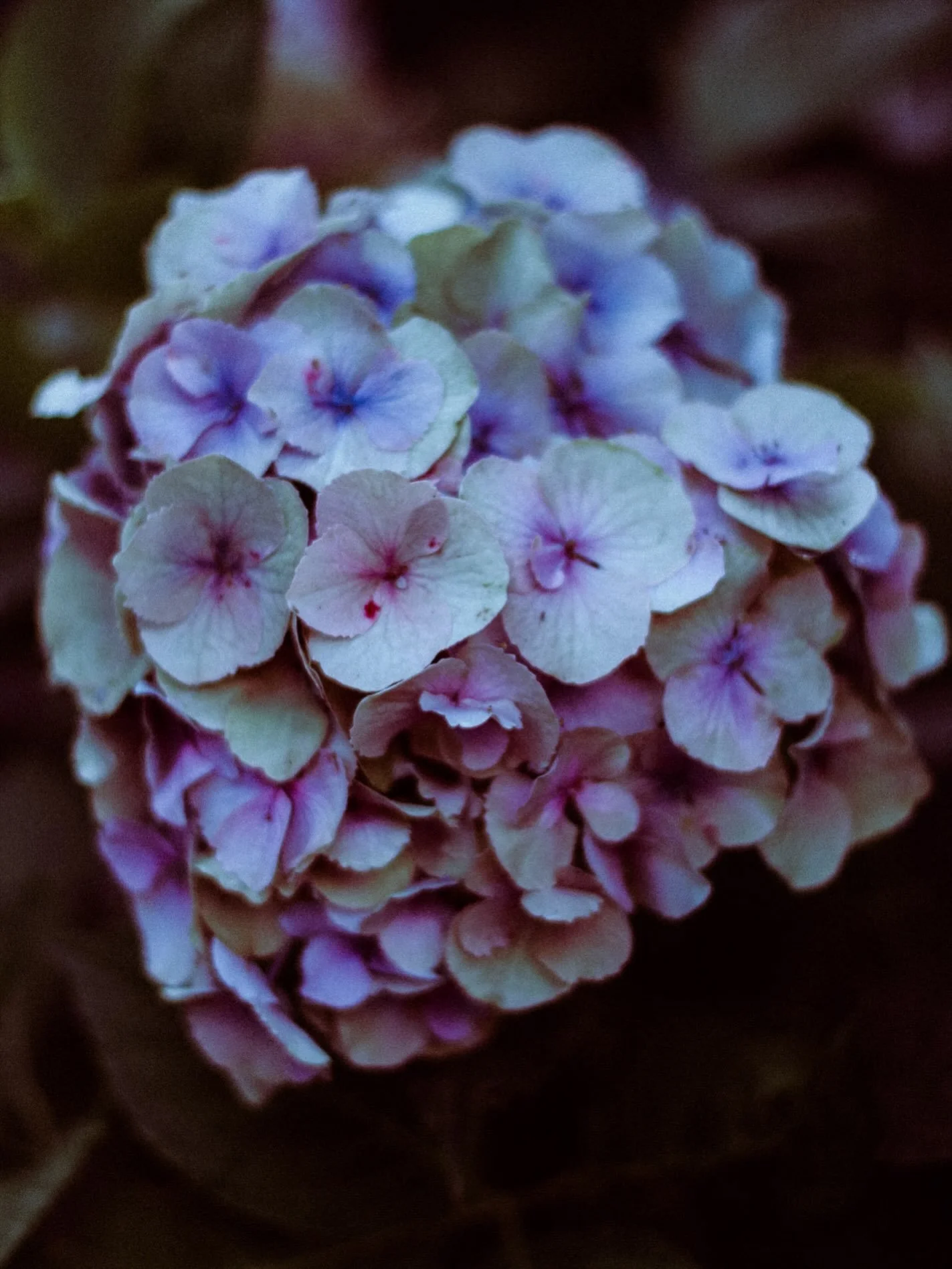 Another feast for the eyes because why not, hydrangeas are the best!

#photographer #flowers #hydrangea