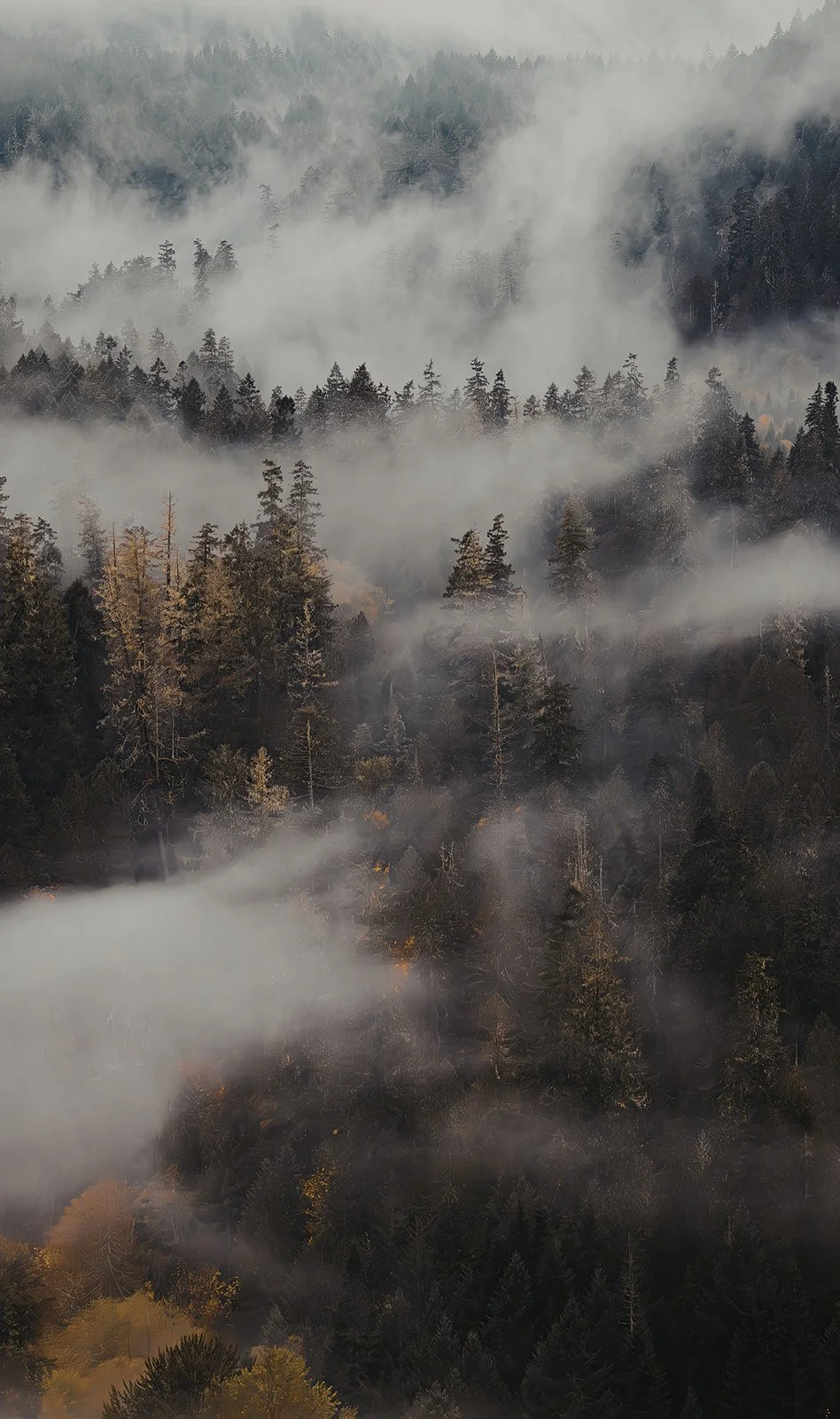 Misty pine forest at dawn — mood image representing brand identity design by Wild Mind Studios