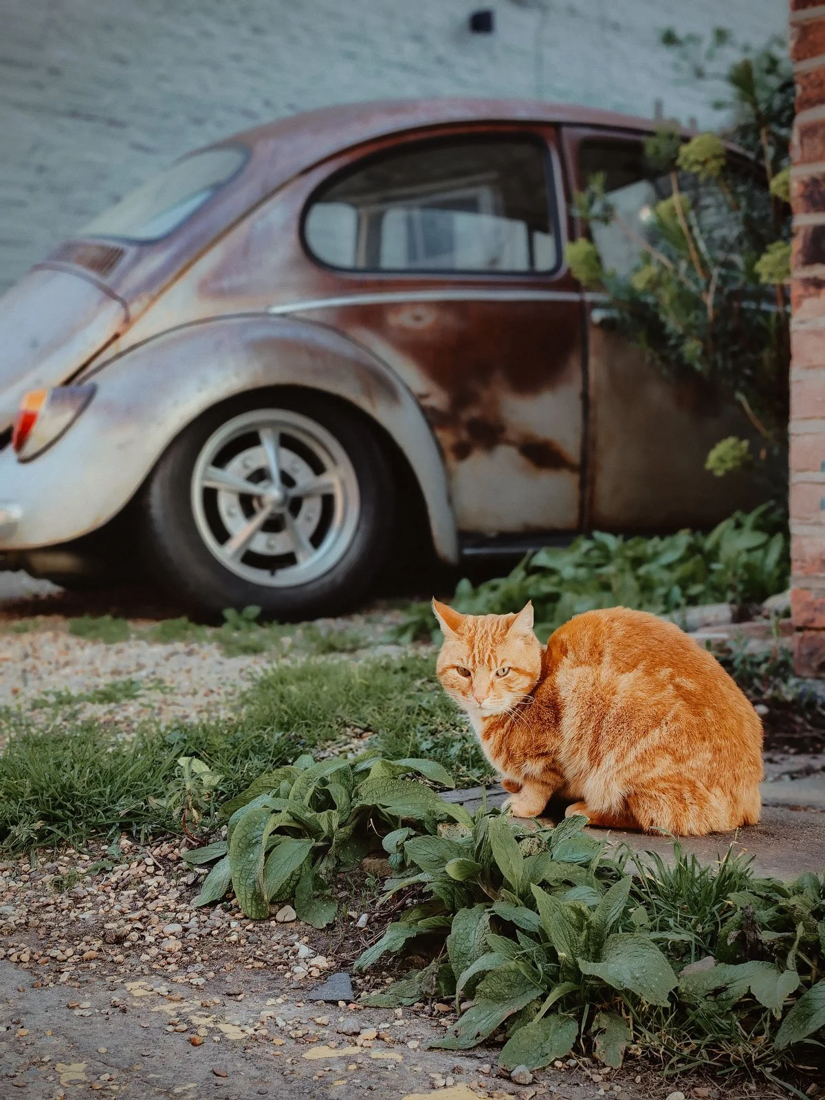 Ginger cat sitting beside a rusted vintage Volkswagen Beetle — lifestyle photography by Wild Mind Studios