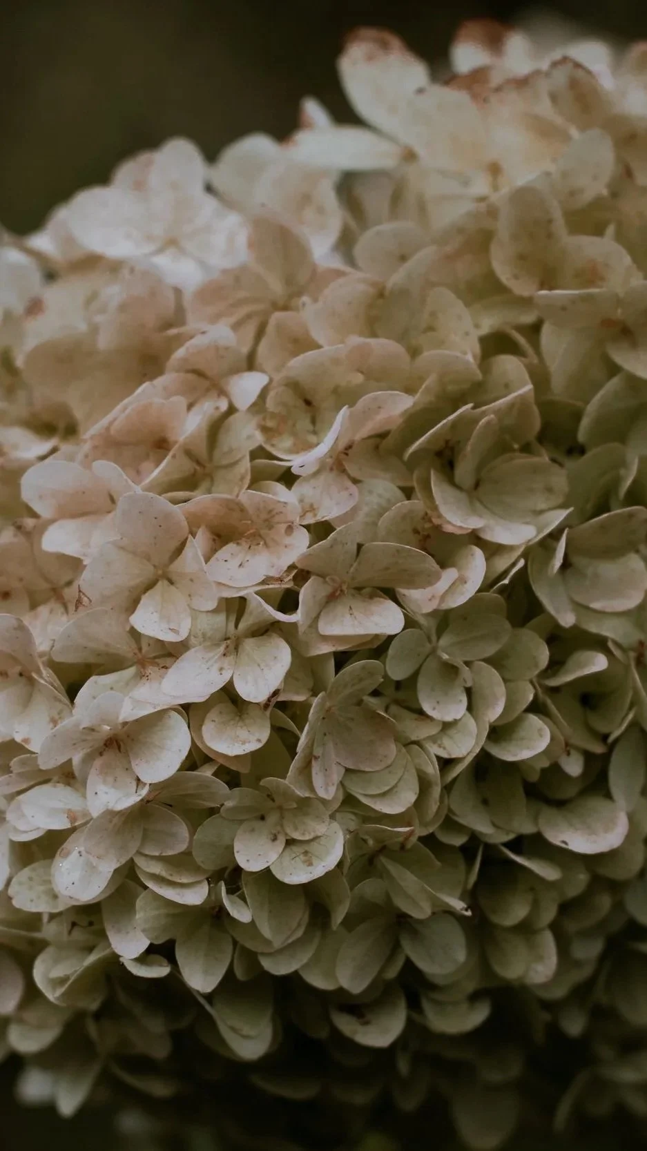 Close up photography of cream hydrangea flowers by Wild Mind Studios Essex