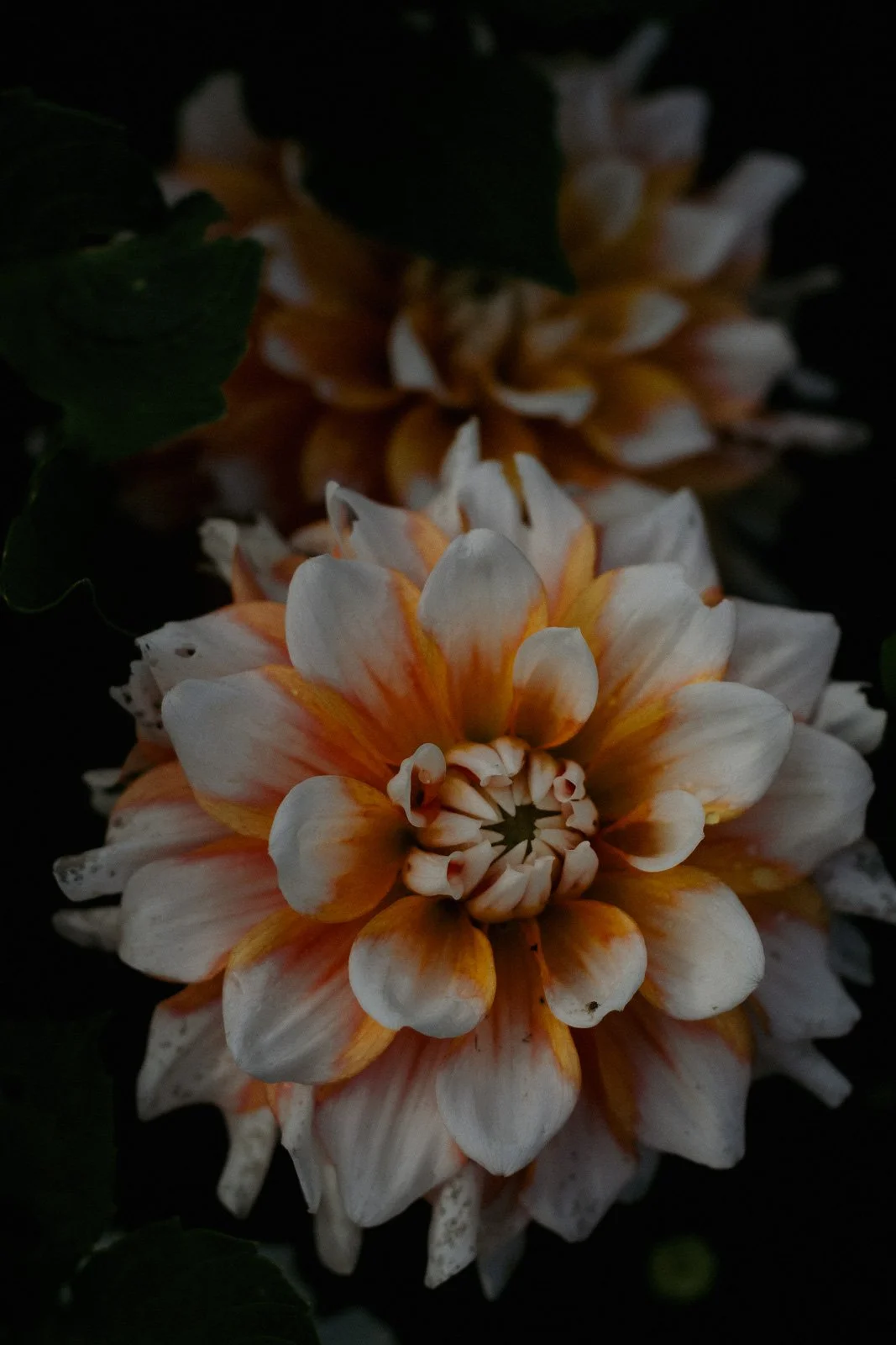Close-up of an orange and white dahlia flower against a dark background — introducing brand photography by Wild Mind Studios