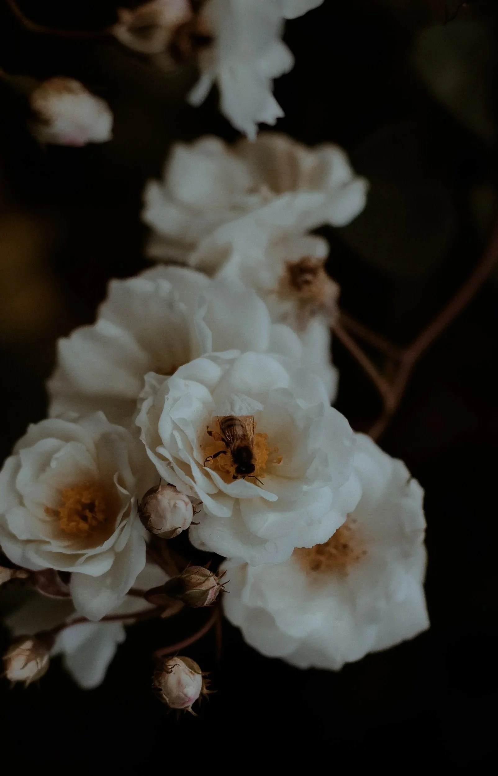 Macro photography of white roses with a bee gathering pollen — brand photography by Wild Mind Studios