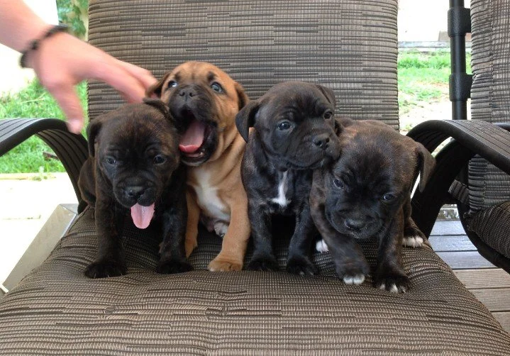 Four puppies sitting on a patio chair with a person's hand reaching toward them, showing a grassy yard in the background.