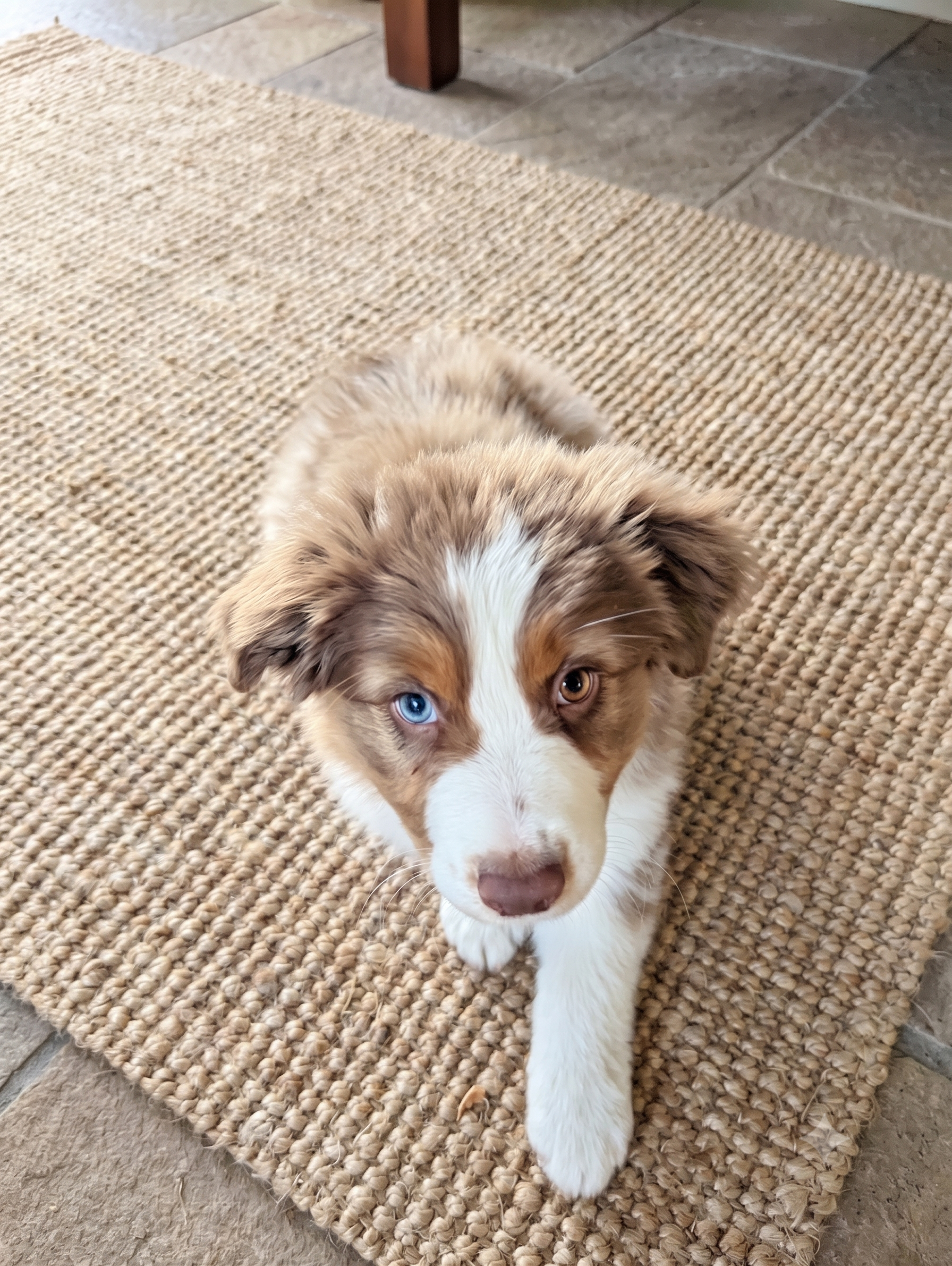 project echo aussie