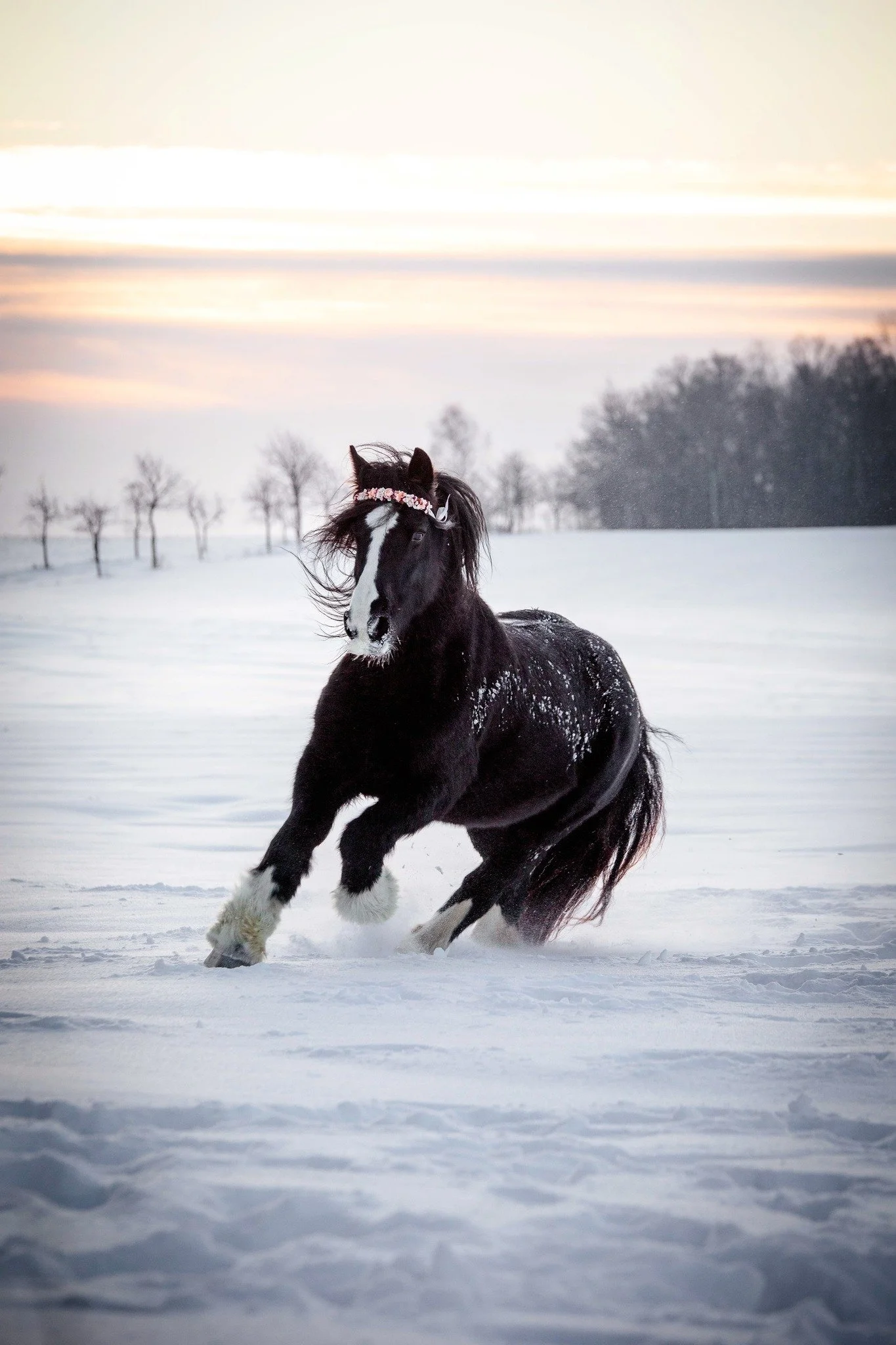 //Winterzeit//

#pferd #winter #Liebe #licht #Winterzauber #schnee #UnvergesslicheMomente #Gebirge  #shooting #Fotoshooting #oberlausitz #sachsen #zittauerGebirge #fotografinausleidenschaft