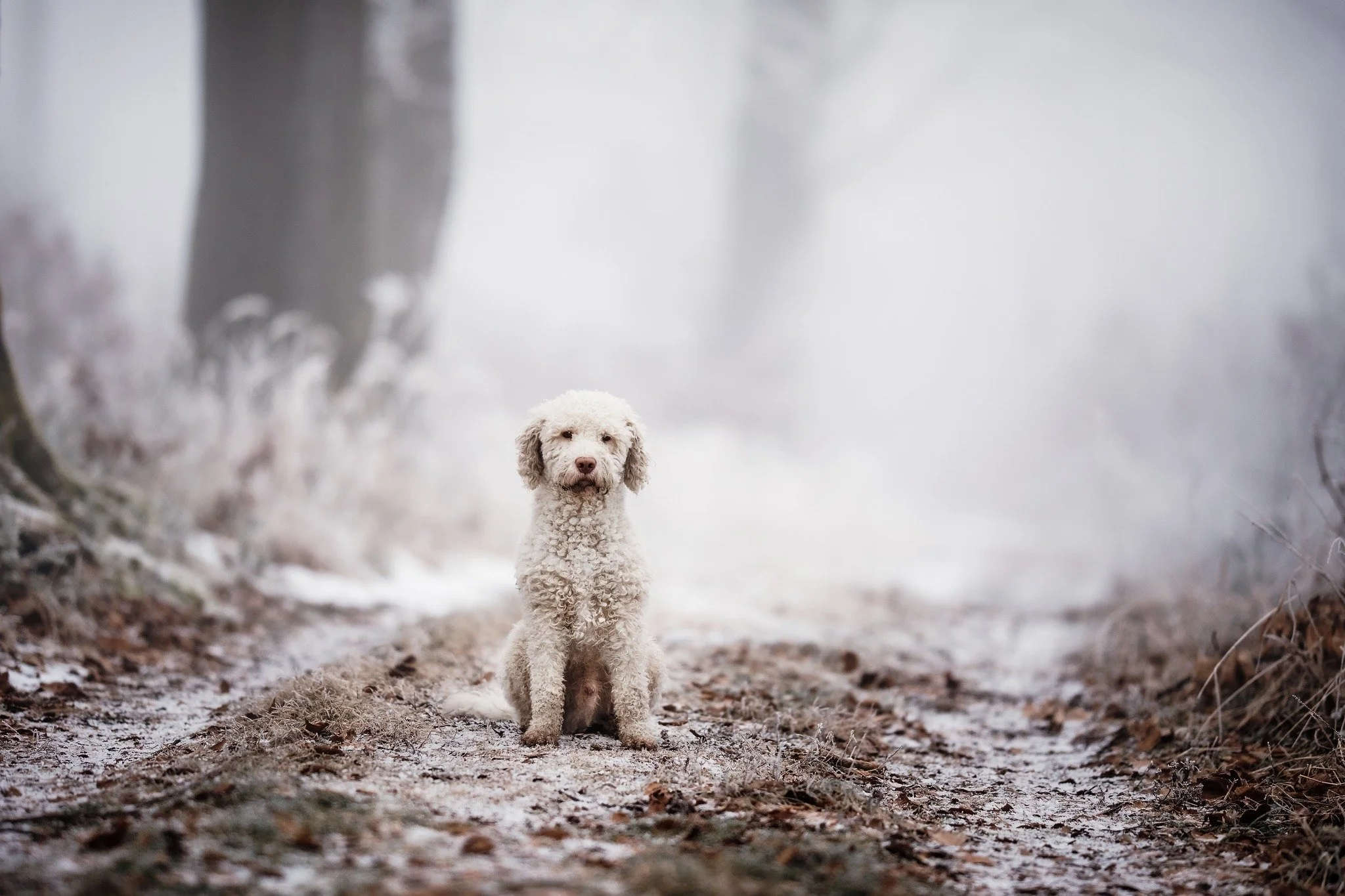// Winterspaziergang //

Gestern Nachmittag haben wir beide einen richtig sch&ouml;nen Winterspaziergang gemacht.
Der Nebel lag noch &uuml;ber den Feldern und h&uuml;llte alles in einen weichen wei&szlig;en Schleier. Zarte Tropfen hatten sich &uuml;b