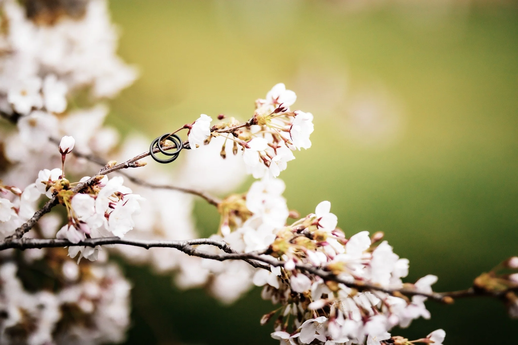 // Detailverliebt //

#Hochzeitsfotografie #Sonnenuntergang #UnvergesslicheMomente #LiebeFeiern #Traumhochzeit #Fotoshooting #oberlausitz #sachsen #zittauerGebirge #Fotografin