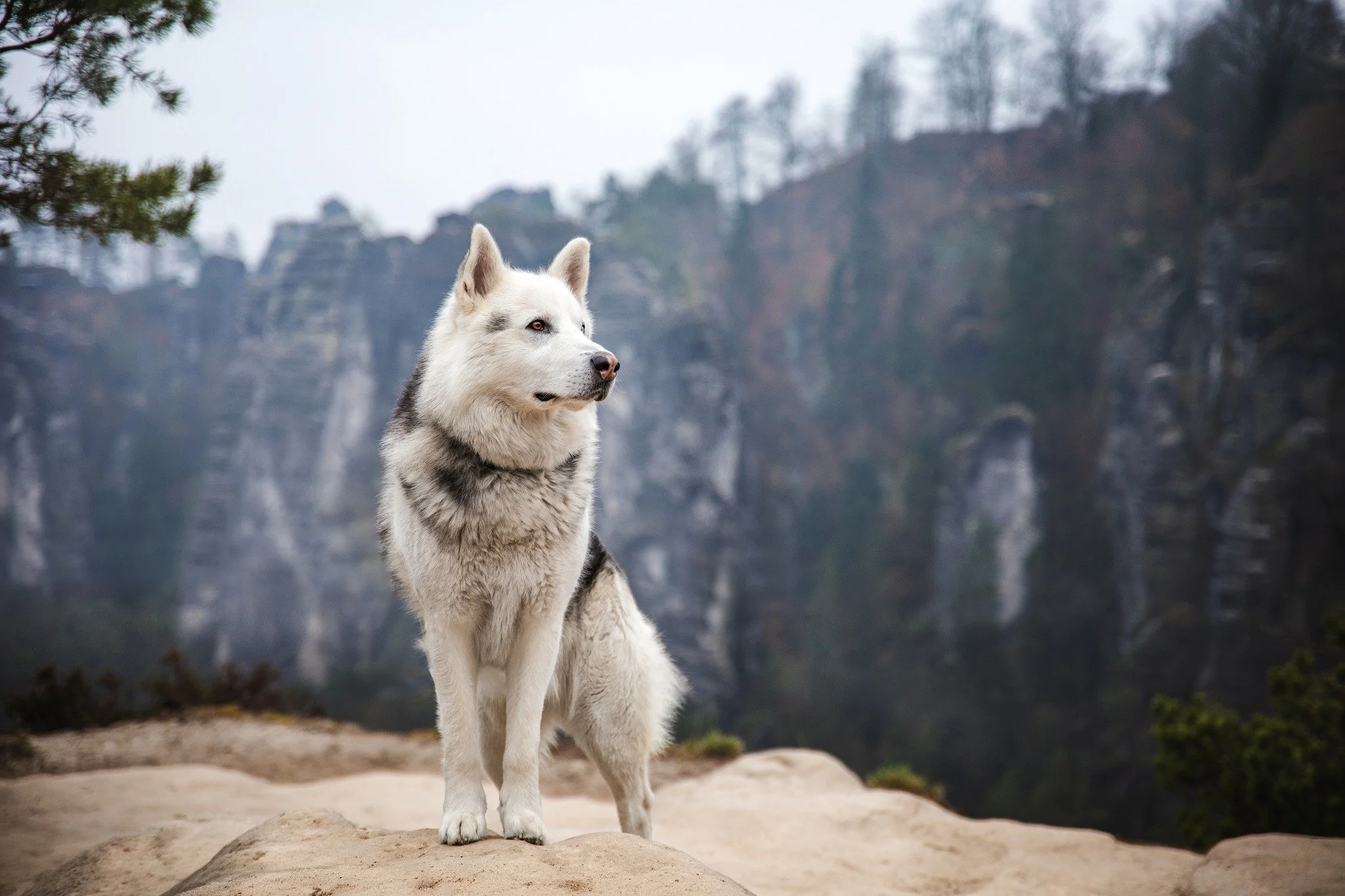 // S&auml;chsische Schweiz //

Schaut euch dieses Bild mal an.
Entstanden im M&auml;rz und bei echt mistigen Wetter. H&auml;tte mir jemand vor ein paar Jahren gesagt, dass wir unter diesen Bedingungen ein tolles Fotoshooting machen k&ouml;nnen, h&aum
