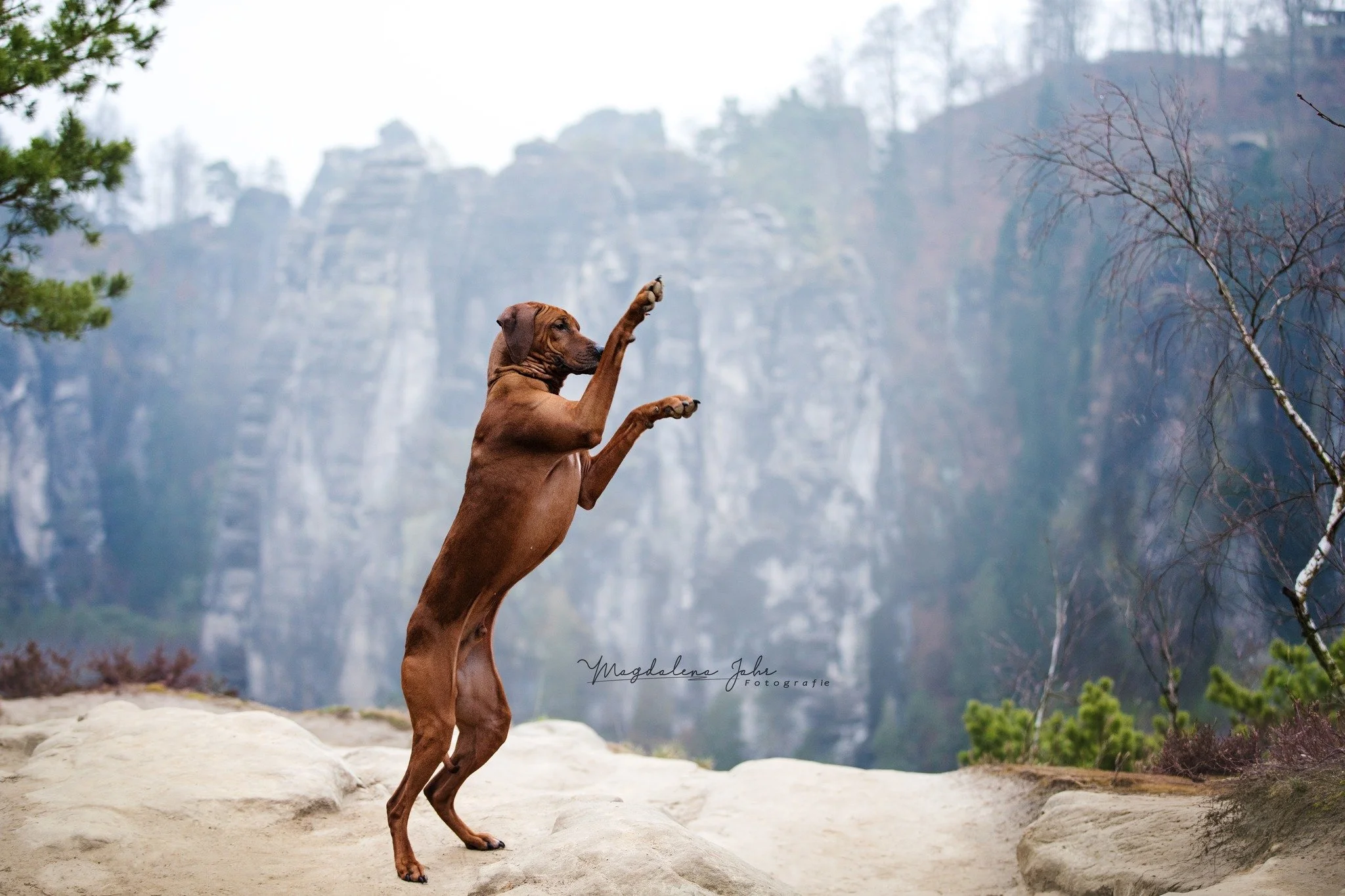 // S&auml;chsische Schweiz //
 
Die Welt war noch still, als wir loDie Welt war noch still, als wir lo#hundefotografinsgegangen sind.
Nur das leise Knirschen der Schritte, das Atmen meines Hundes &ndash; und dann: Licht.

Die ersten Sonnenstrahlen ha