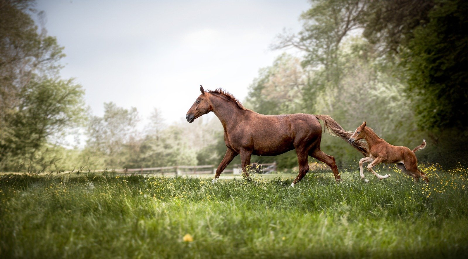 // Pferdefotografie //

Ihr k&ouml;nnt euch gar nicht vorstellen, wie sehr ich mich schon auf diese Zeit freue!

#UnvergesslicheMomente #Fotoshooting #oberlausitz #sachsen #Fotografin #pferd #Fr&uuml;hling #Blumen #Pferdeliebe #pferdefotografie