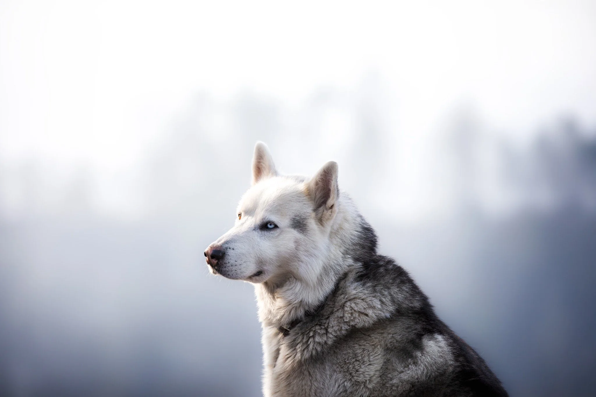 // S&auml;chsische Schweiz //

MODEL:
@rocky_the_huskymix 
Entstanden beim Portfolio Tag von @mistygrafie 

#fotografin #elbsandsteingebirge #naturparks&auml;chsischeschweiz #hundefotografie #tierfotografie #sonnenaufgang #s&auml;chsischeschweiz #nat