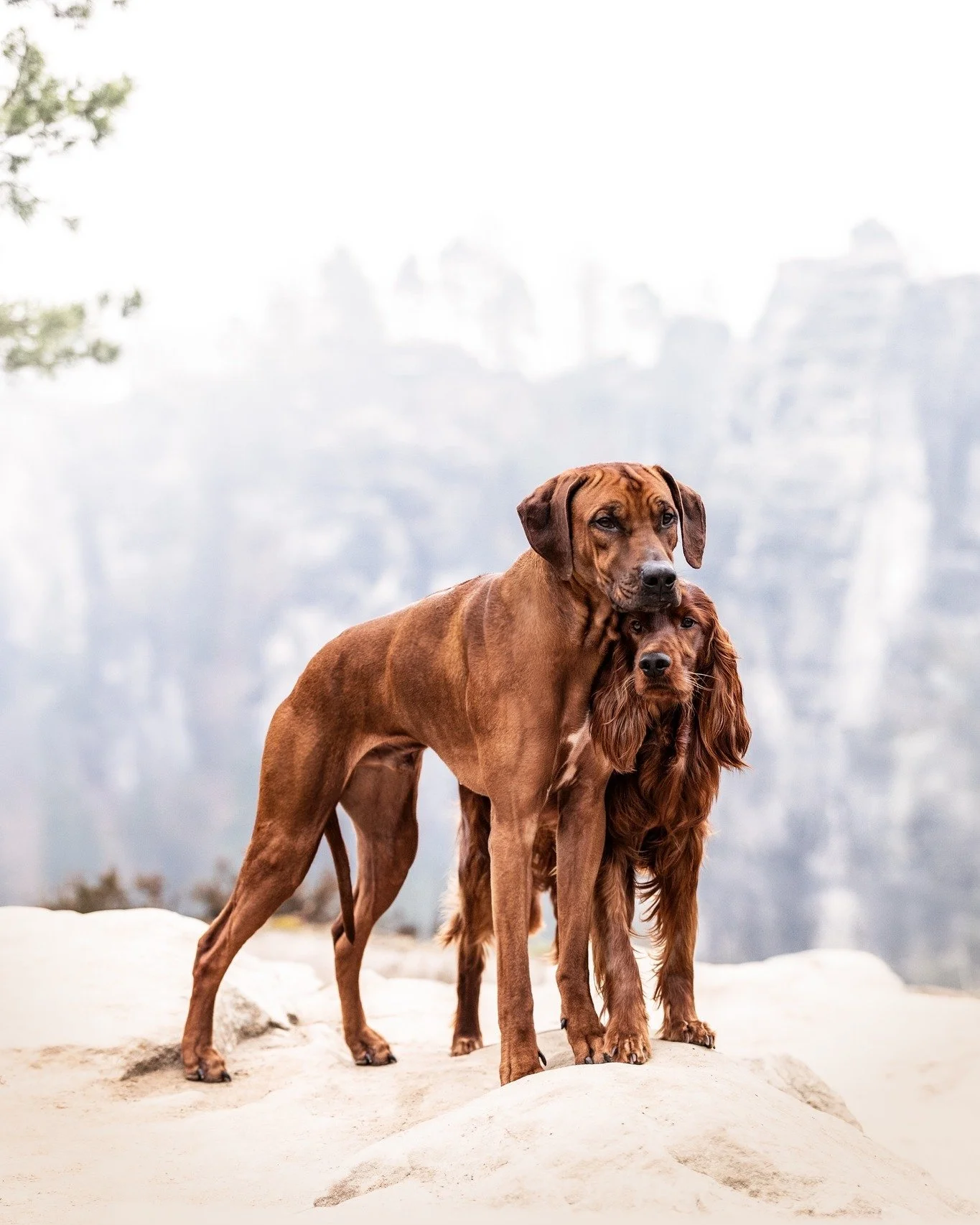 // S&auml;chsische Schweiz //

Sl&aacute;inte &amp; Chili

-----

MODEL:
@buergersteigdekorateur
Entstanden beim Portfolio Tag von @mistygrafie

----
#fotografin #elbsandsteingebirge #naturparks&auml;chsischeschweiz #hundefotografie #tierfotografie #