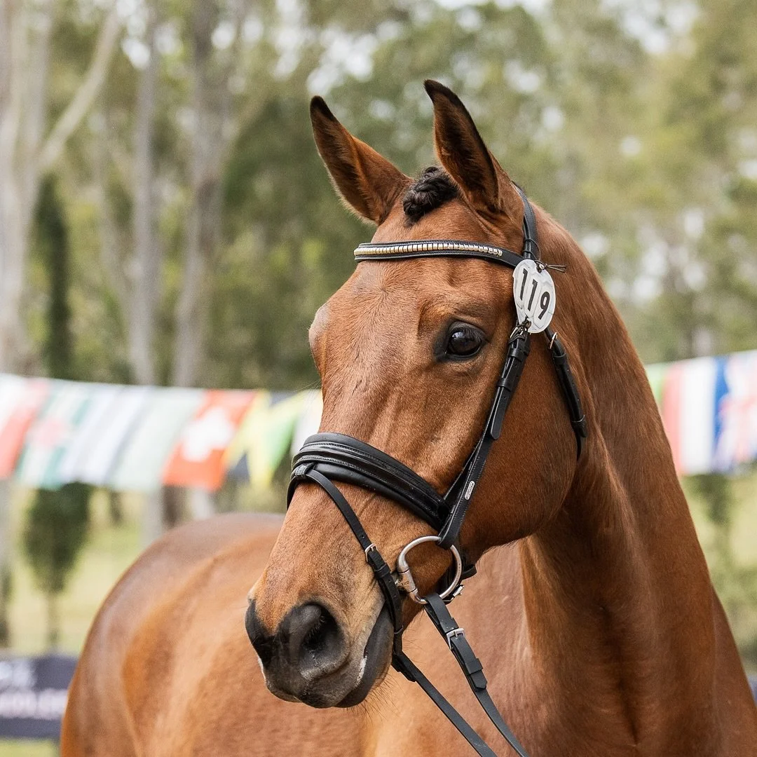 Pretty ponies 🤝 Trot ups 

Counting down the days till the event season starts! 🕰️