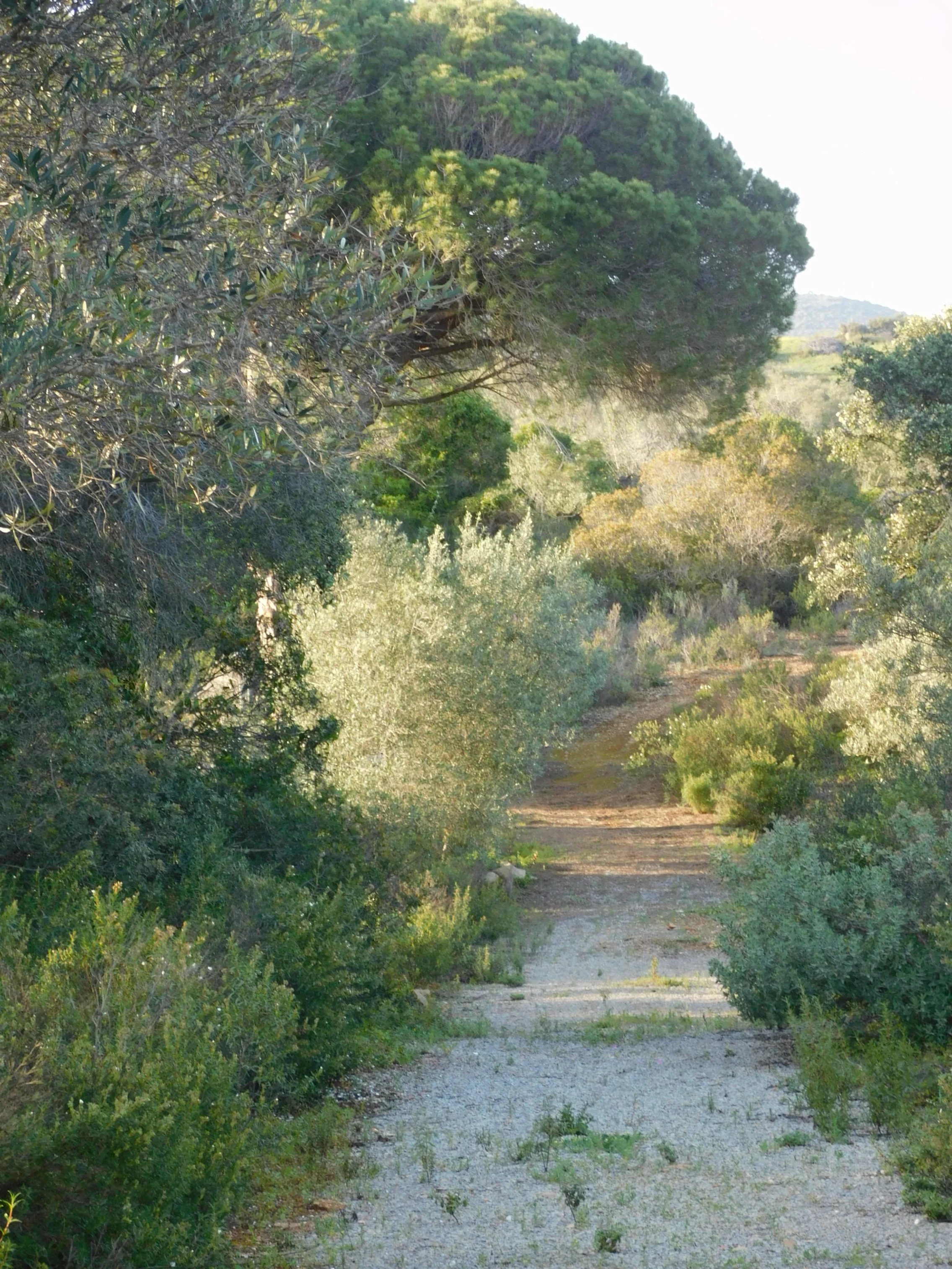 Pathway 5.JPG