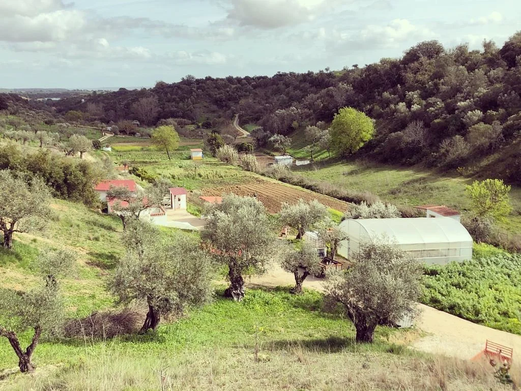 Webinário c/ Jorge Cancela