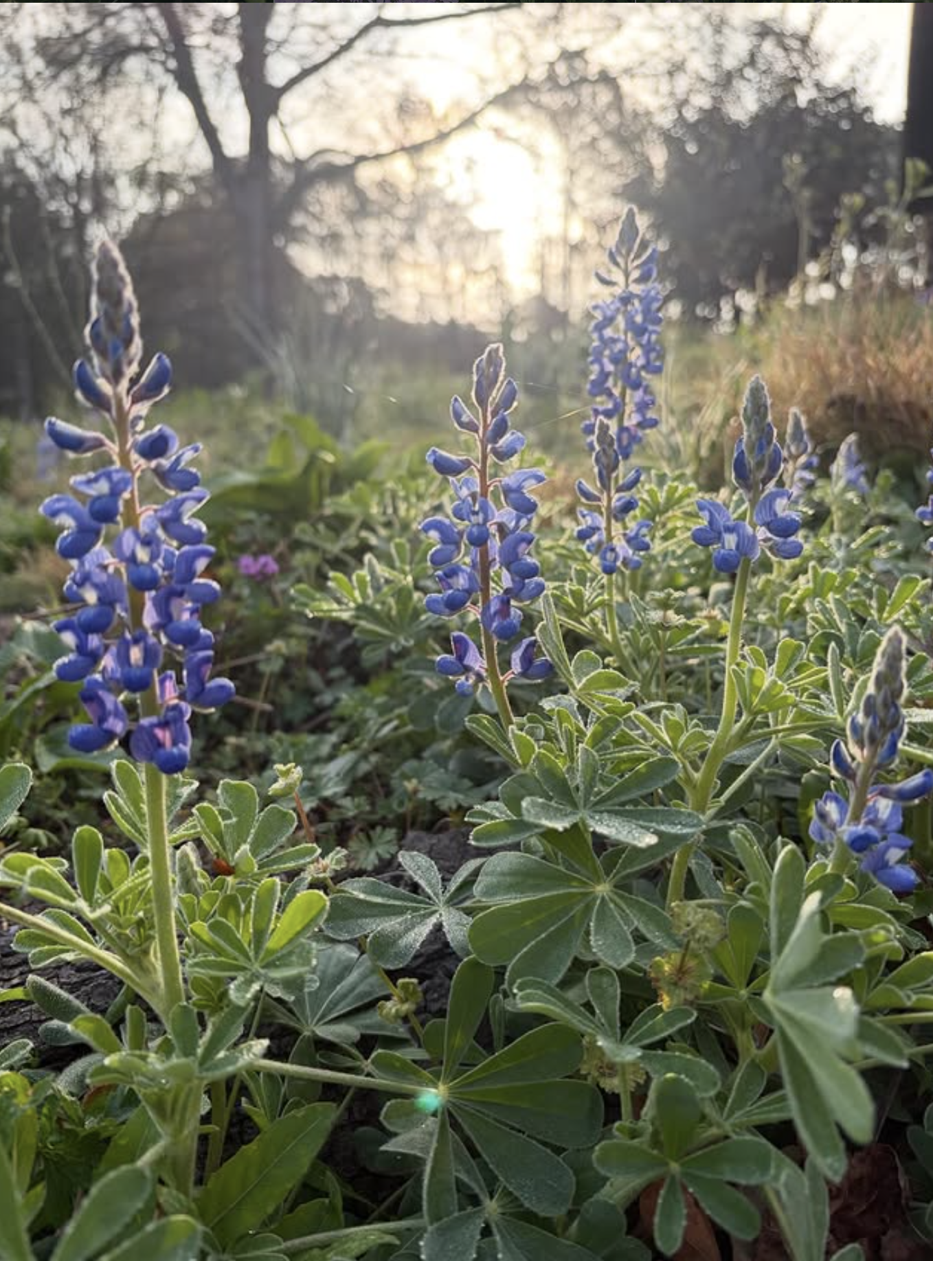 Lupinus subcarnosus.png