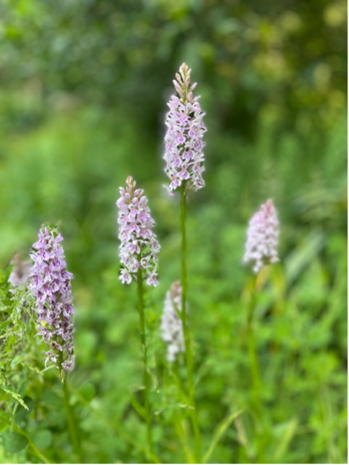 Holmesdale Farmhouse, E. Sussex