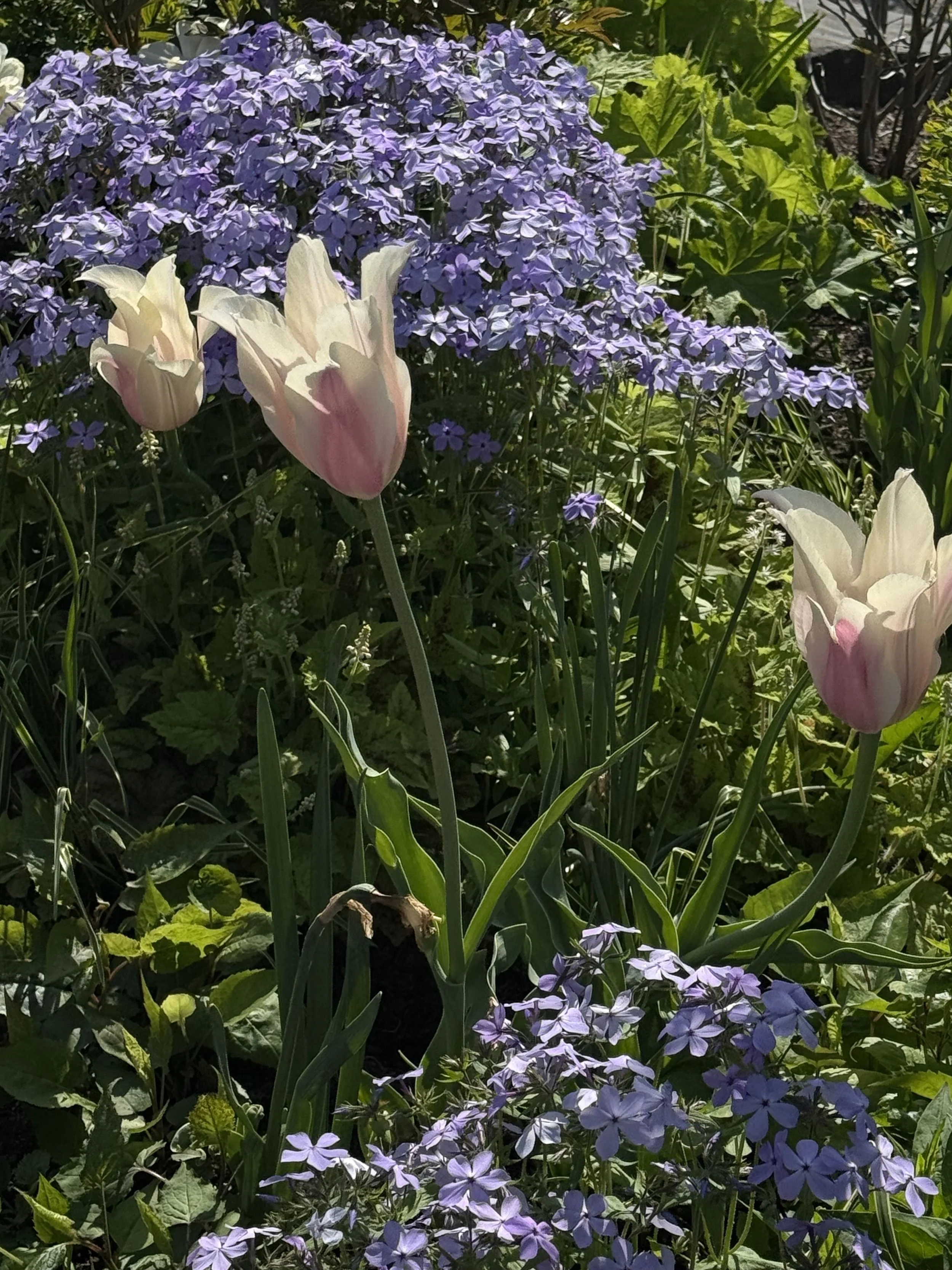 IMG_1206.jpeg