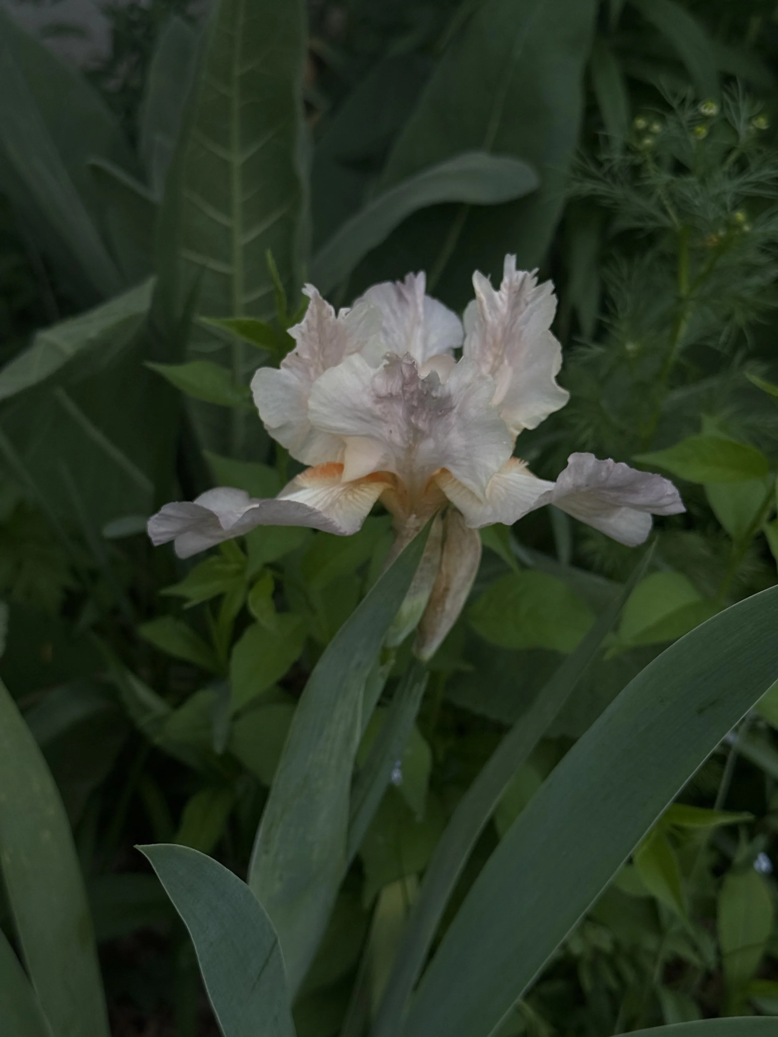 IMG_1604.jpeg