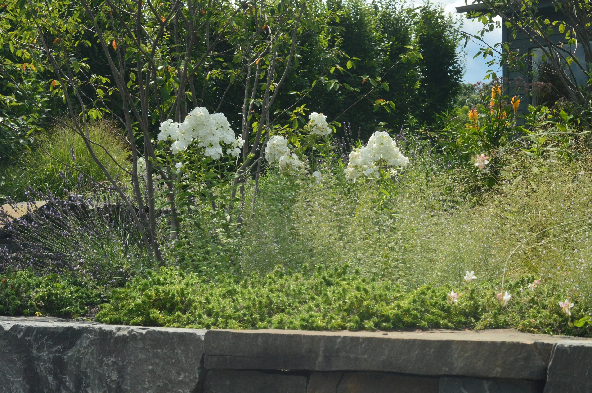 DSC_0624.JPG