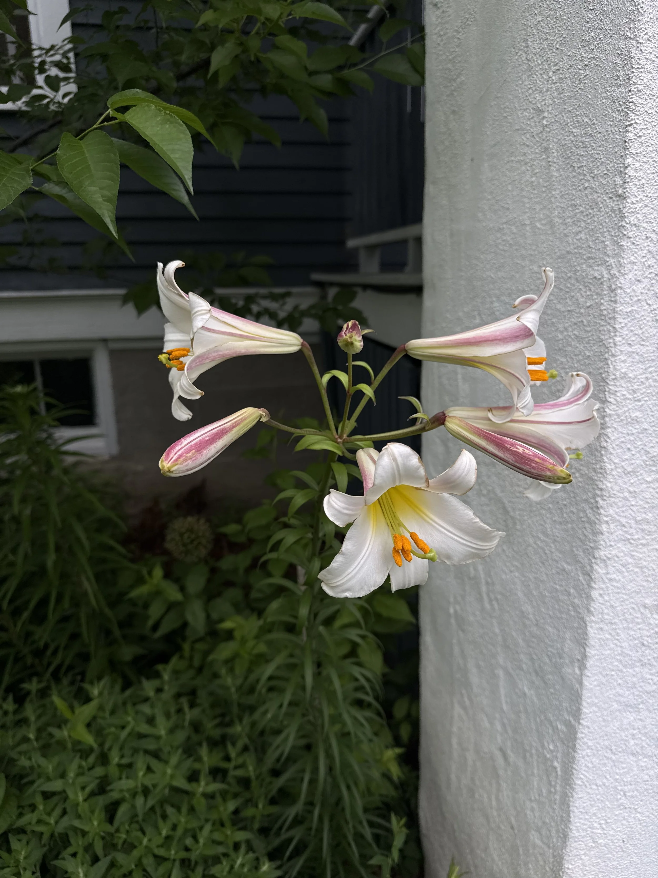 IMG_2528.jpeg