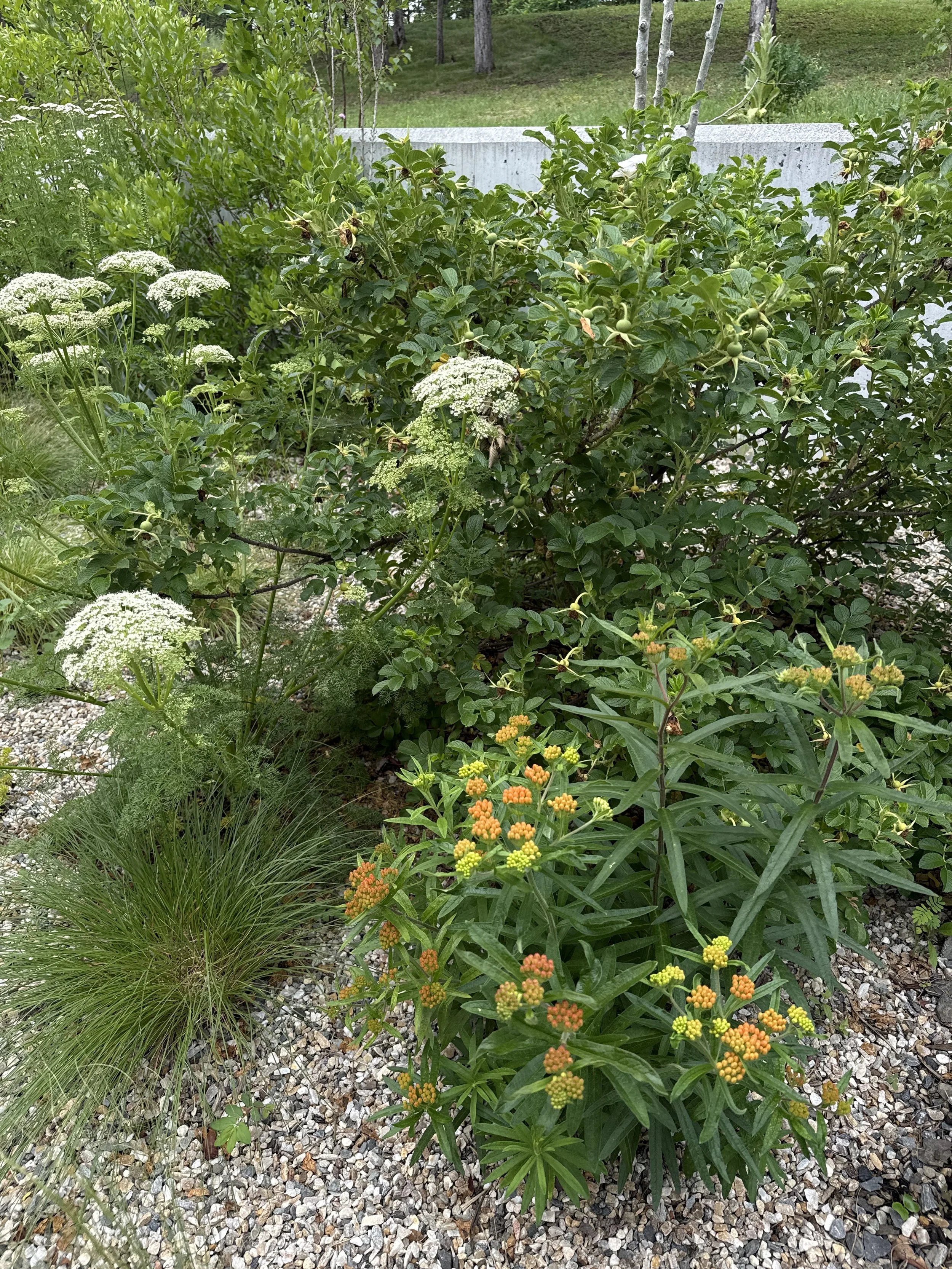 IMG_2393.jpeg