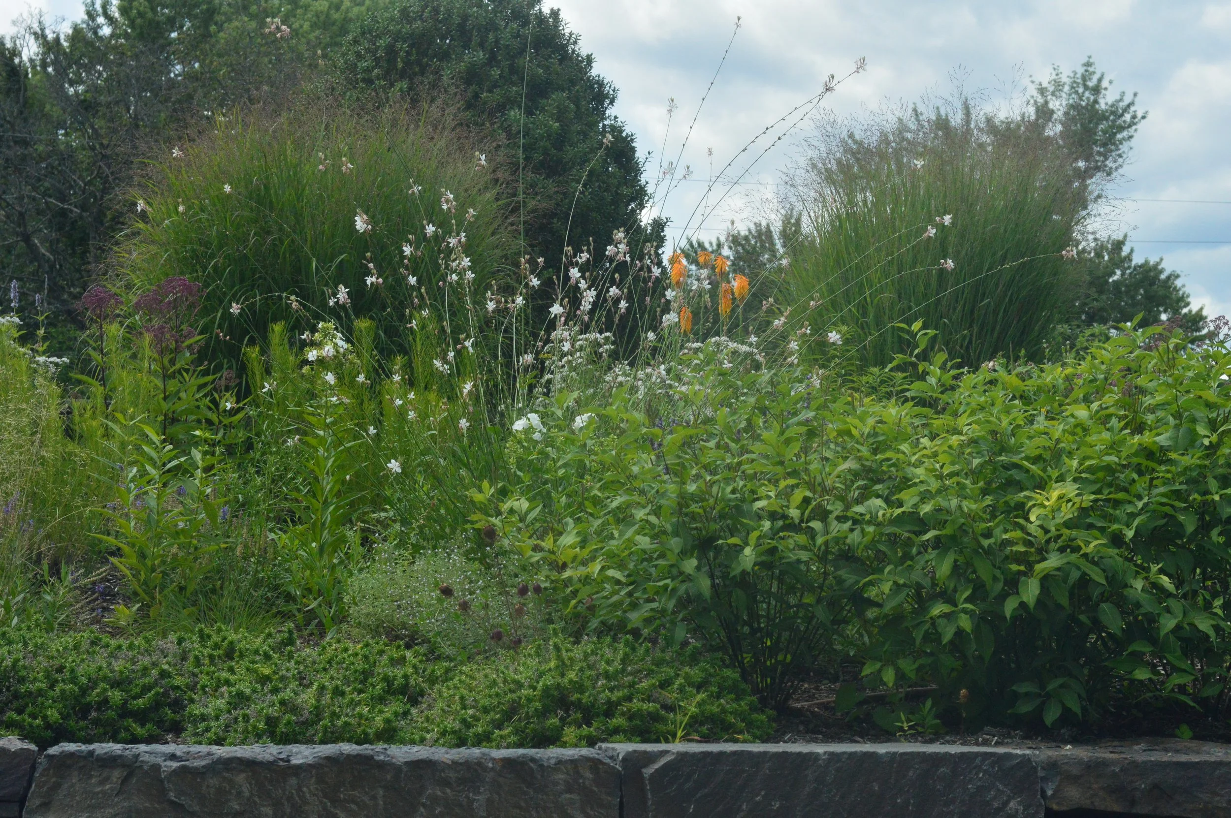 DSC_0710.JPG