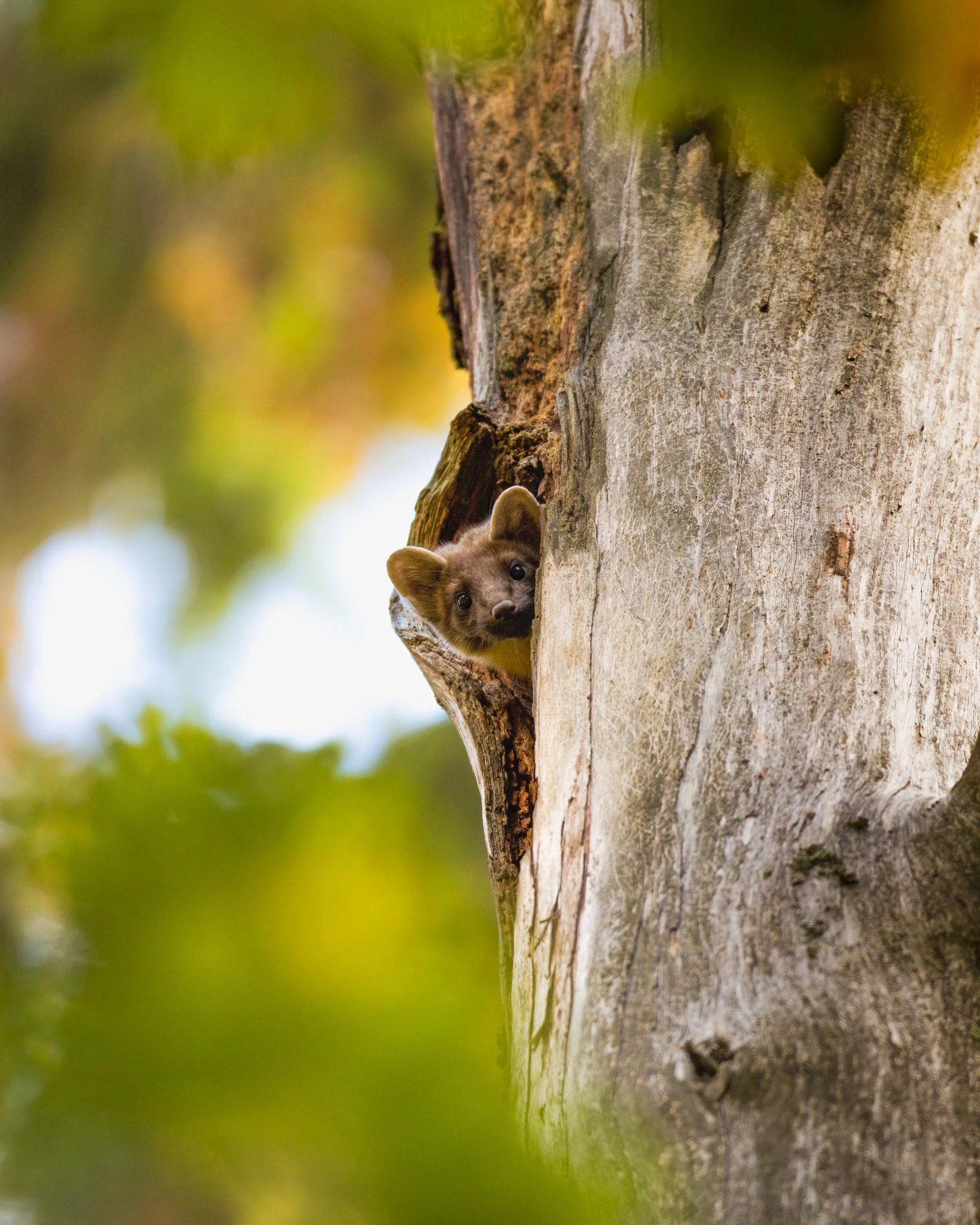 _L6A7075 3-DeNoiseAI-clear.jpeg