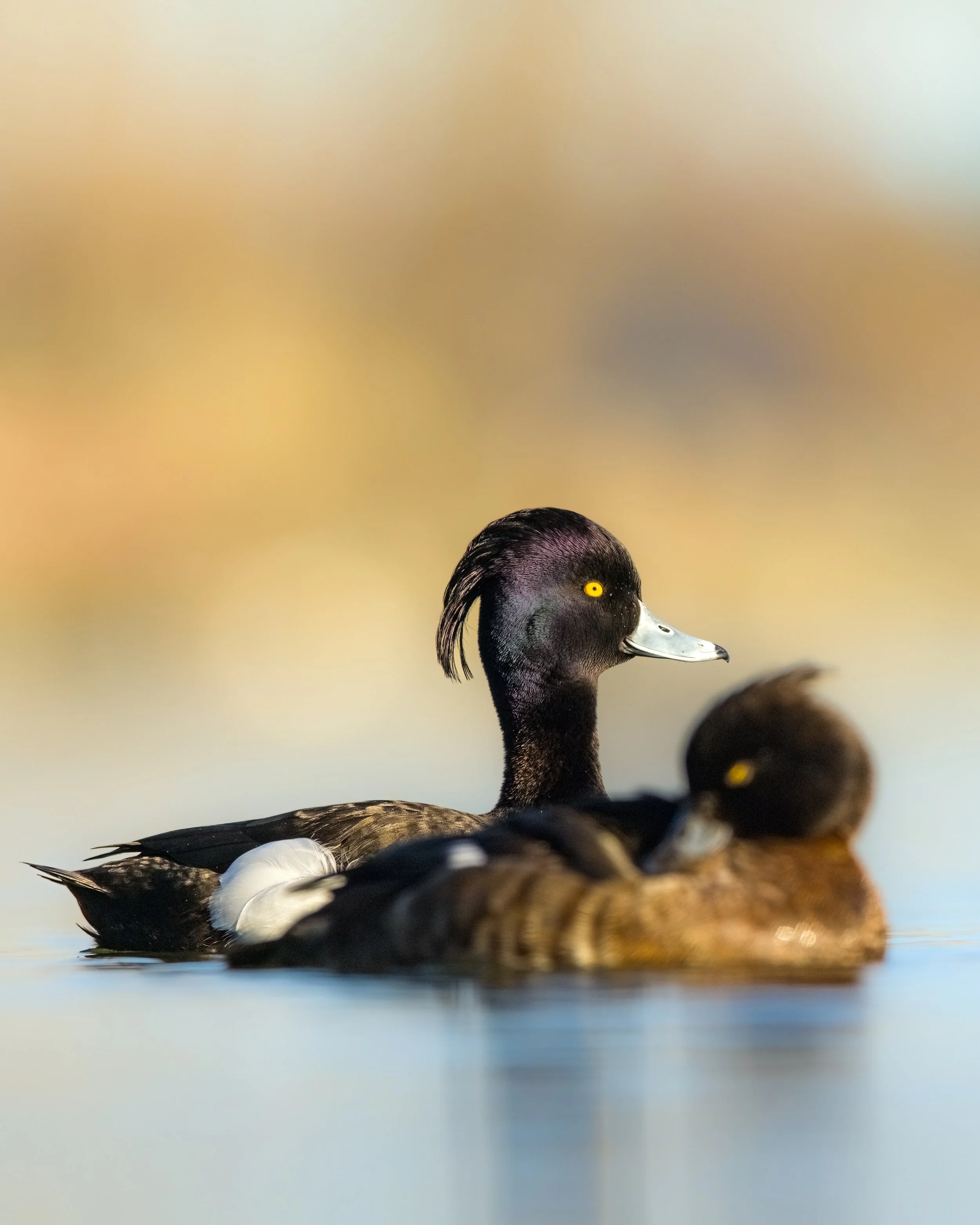 _23A6187 2-DeNoiseAI-clear.jpeg