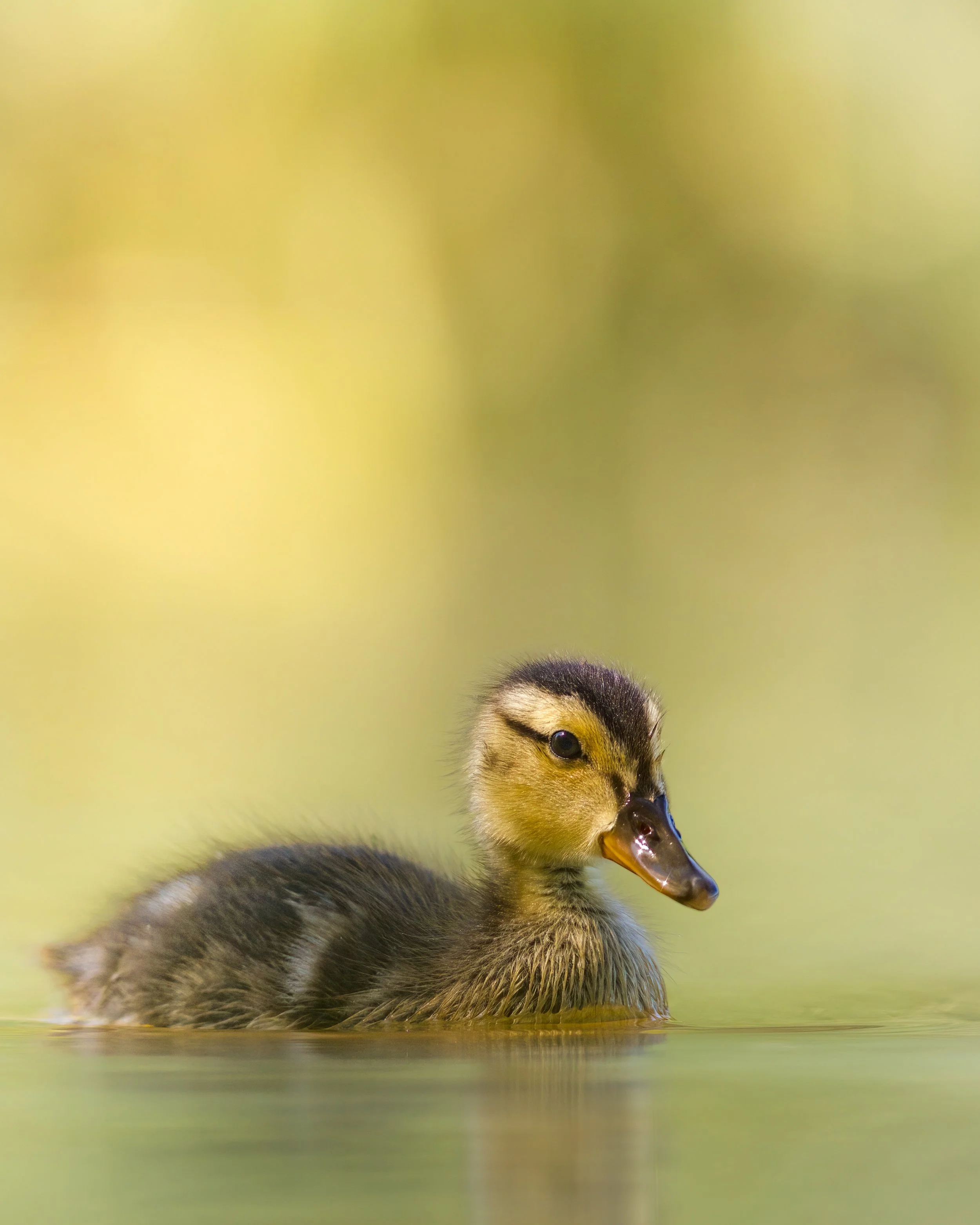 _L6A5277 2-DeNoiseAI-clear.jpeg